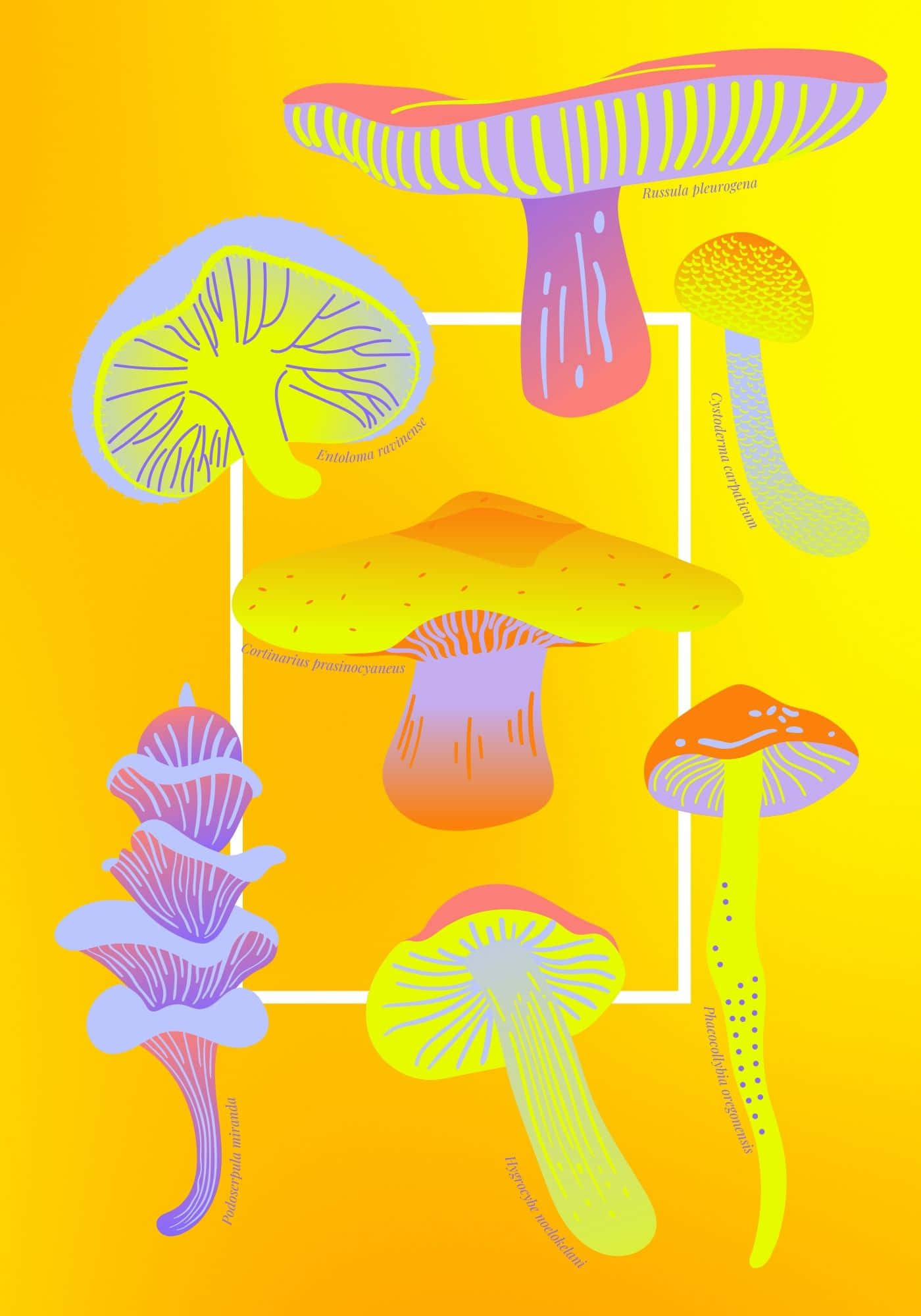 酷炫蘑菇多样性背景 壁纸