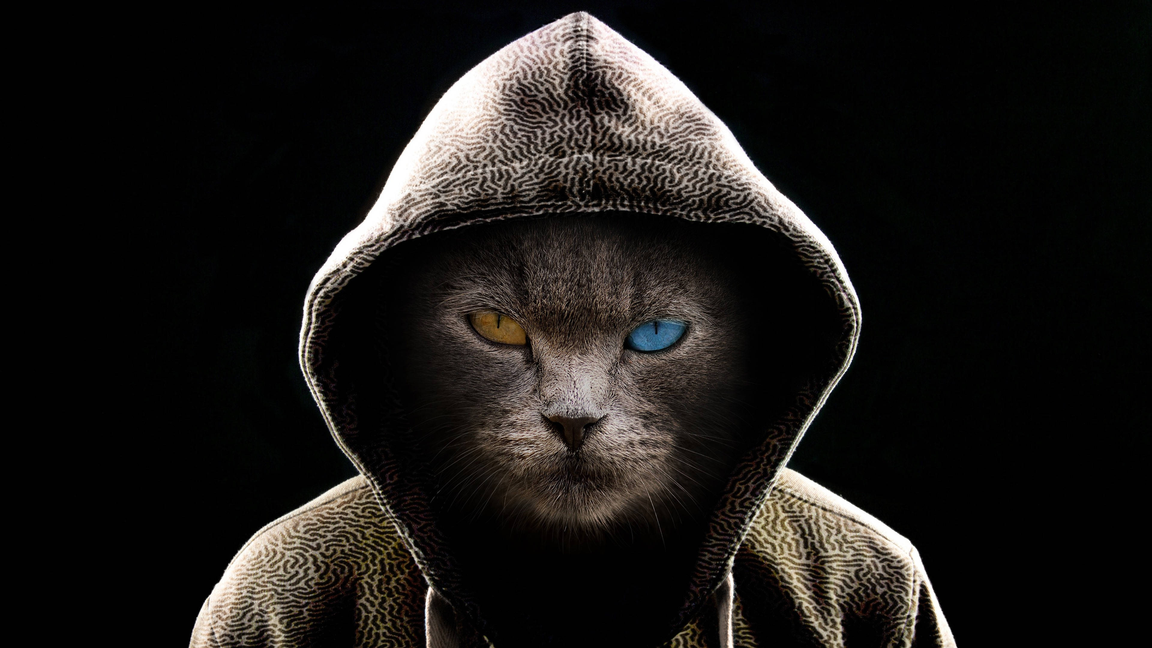 酷炫连帽黑猫电脑壁纸 壁纸
