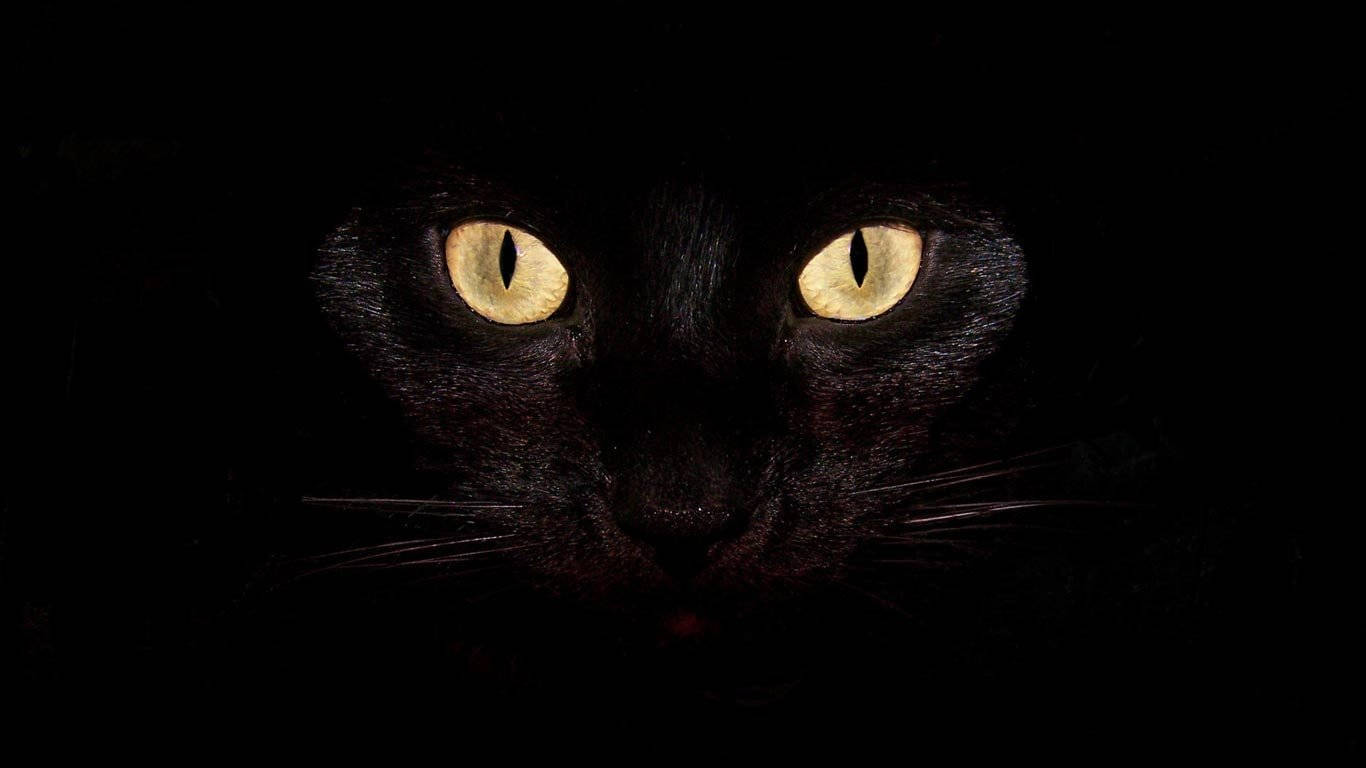 酷黑猫 壁纸