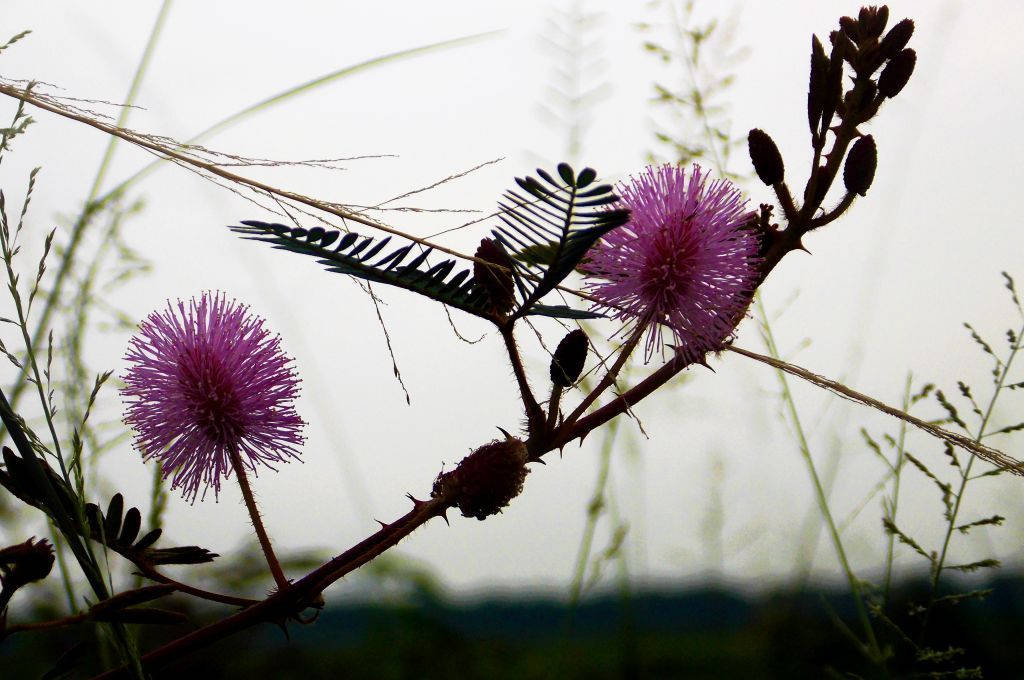 野生含羞草花朵 壁纸