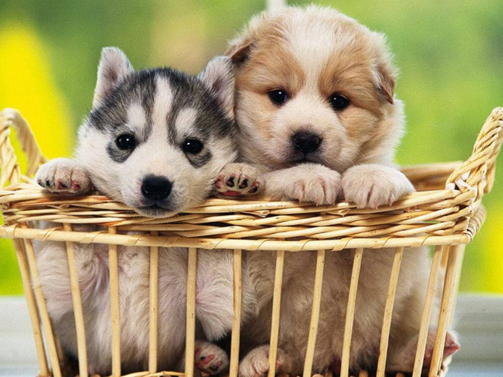 金毛哈士奇幼犬篮 壁纸