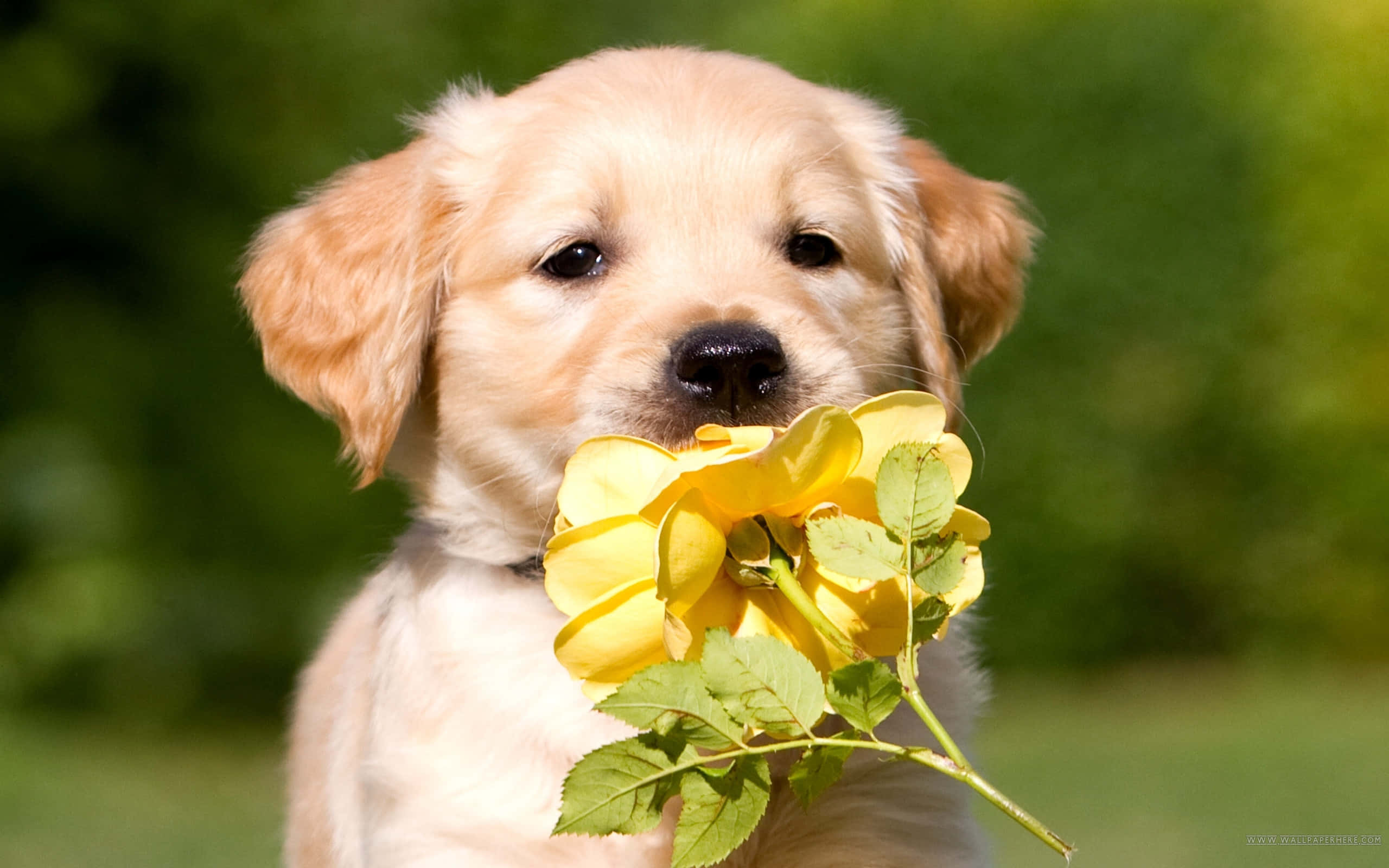金毛幼犬叼花图片 壁纸