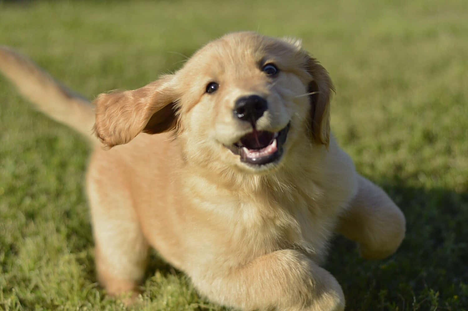 金毛幼犬嬉戏图片 壁纸