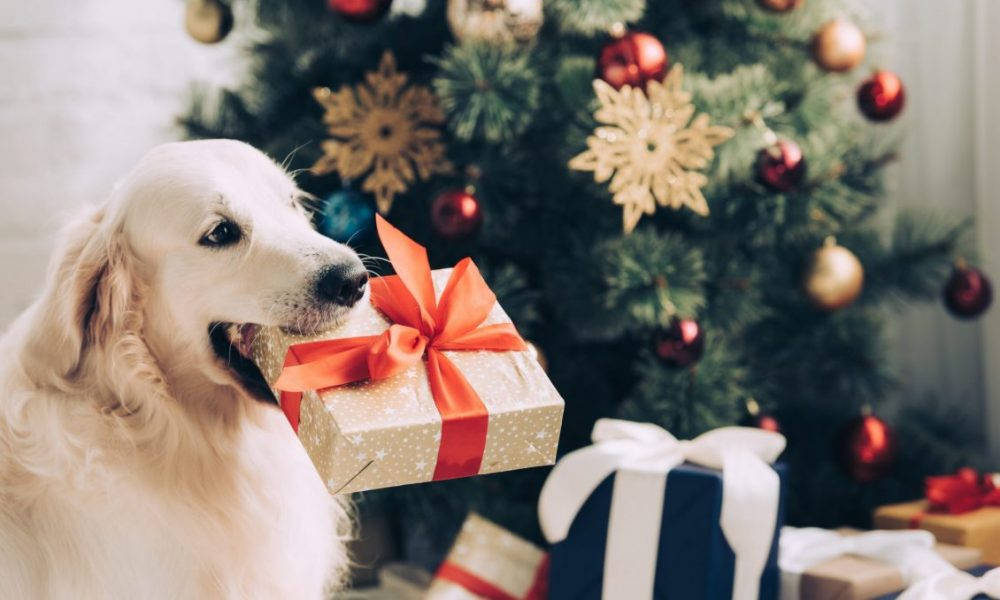 金毛犬与圣诞礼物 壁纸