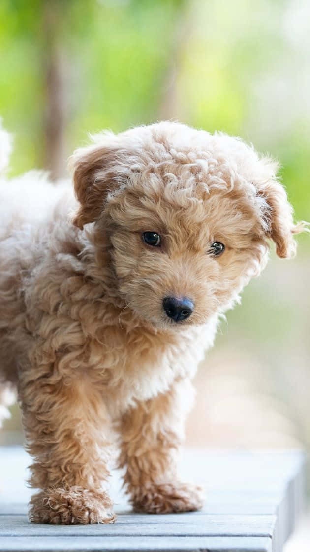 金毛贵宾犬小狗肖像图片 壁纸