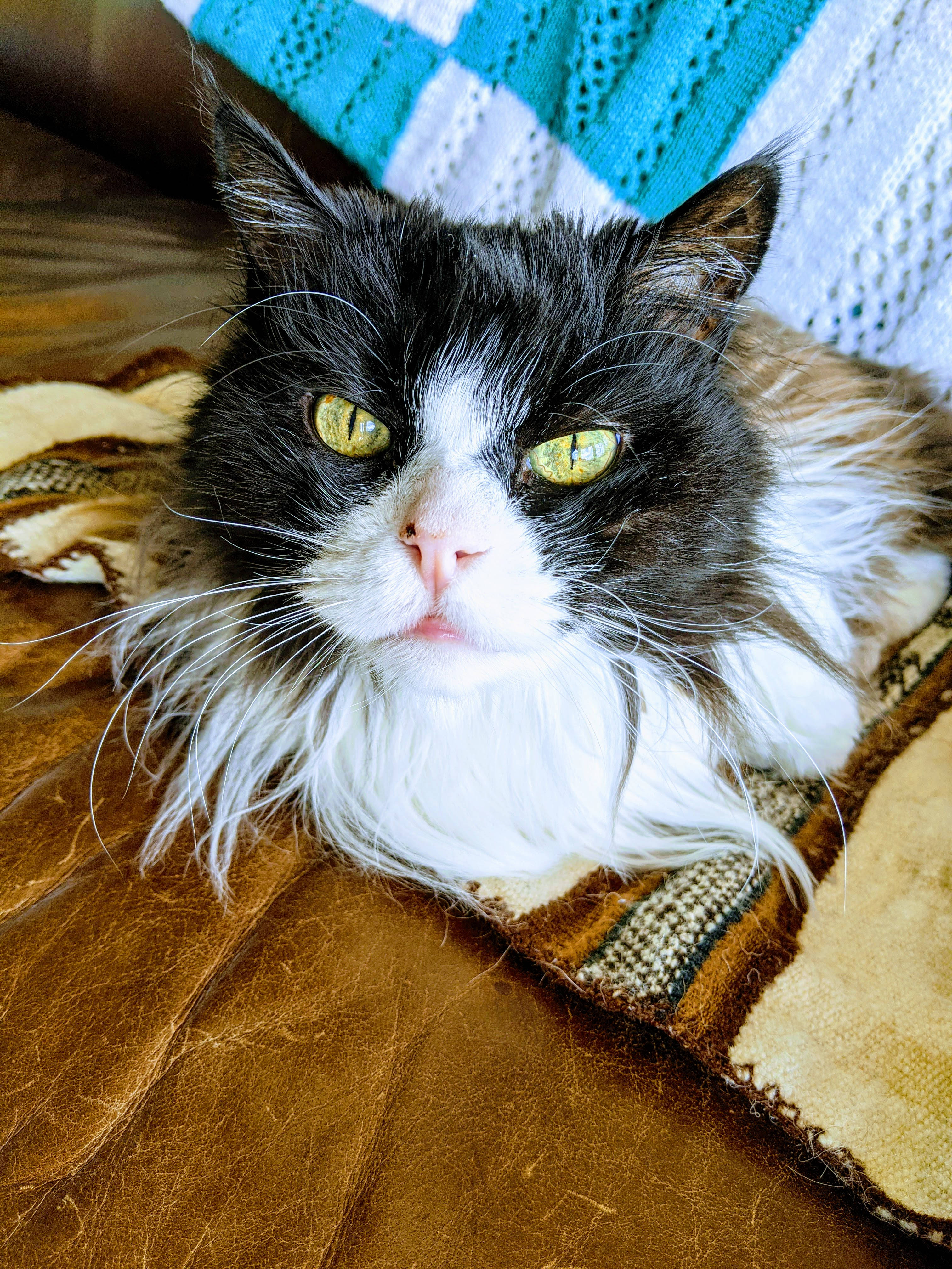 长毛美感猫 壁纸