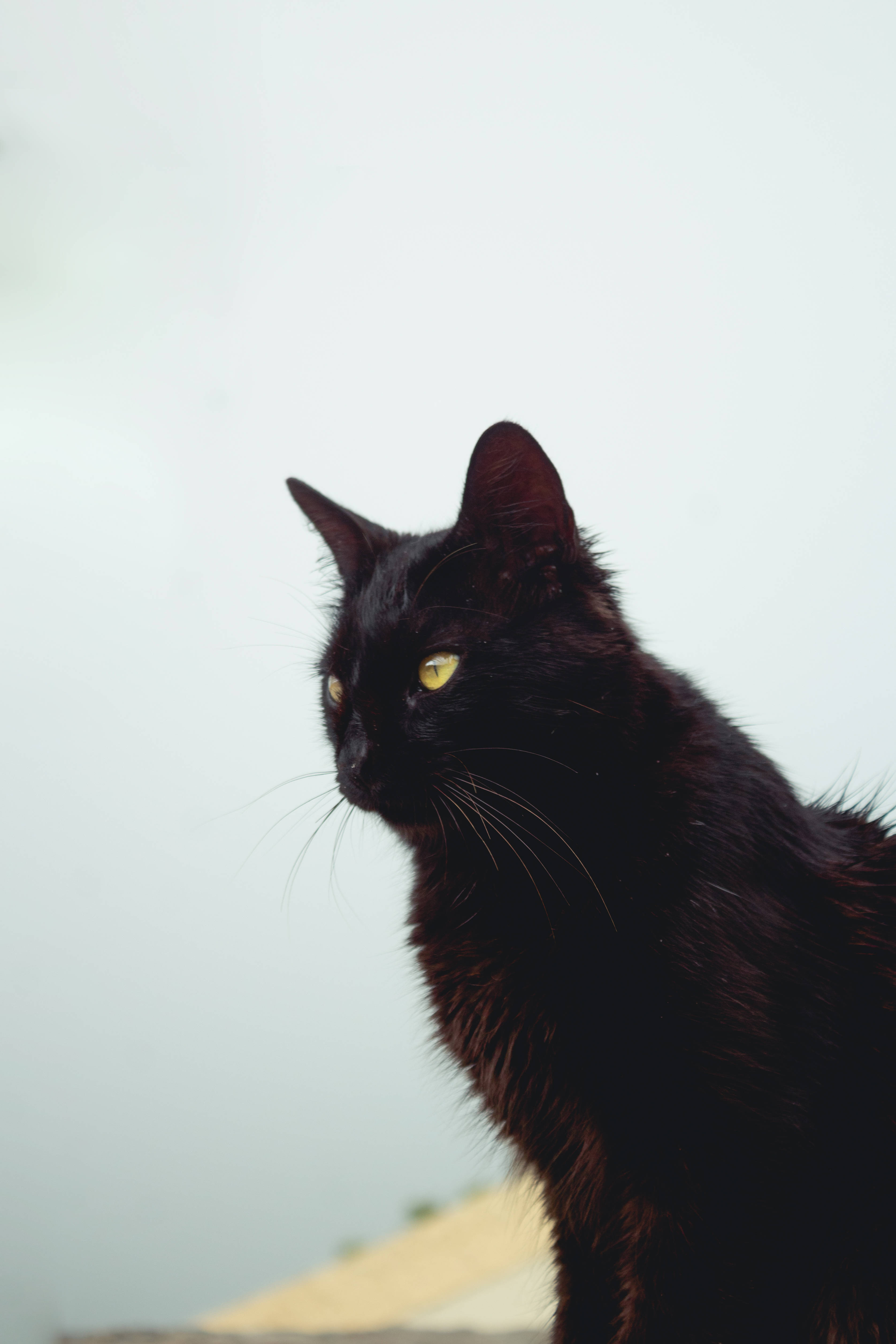 长毛黑猫 壁纸