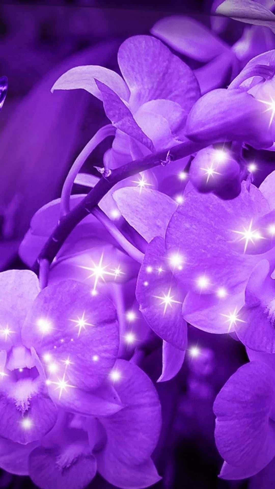 闪亮花瓣紫色花卉背景 壁纸