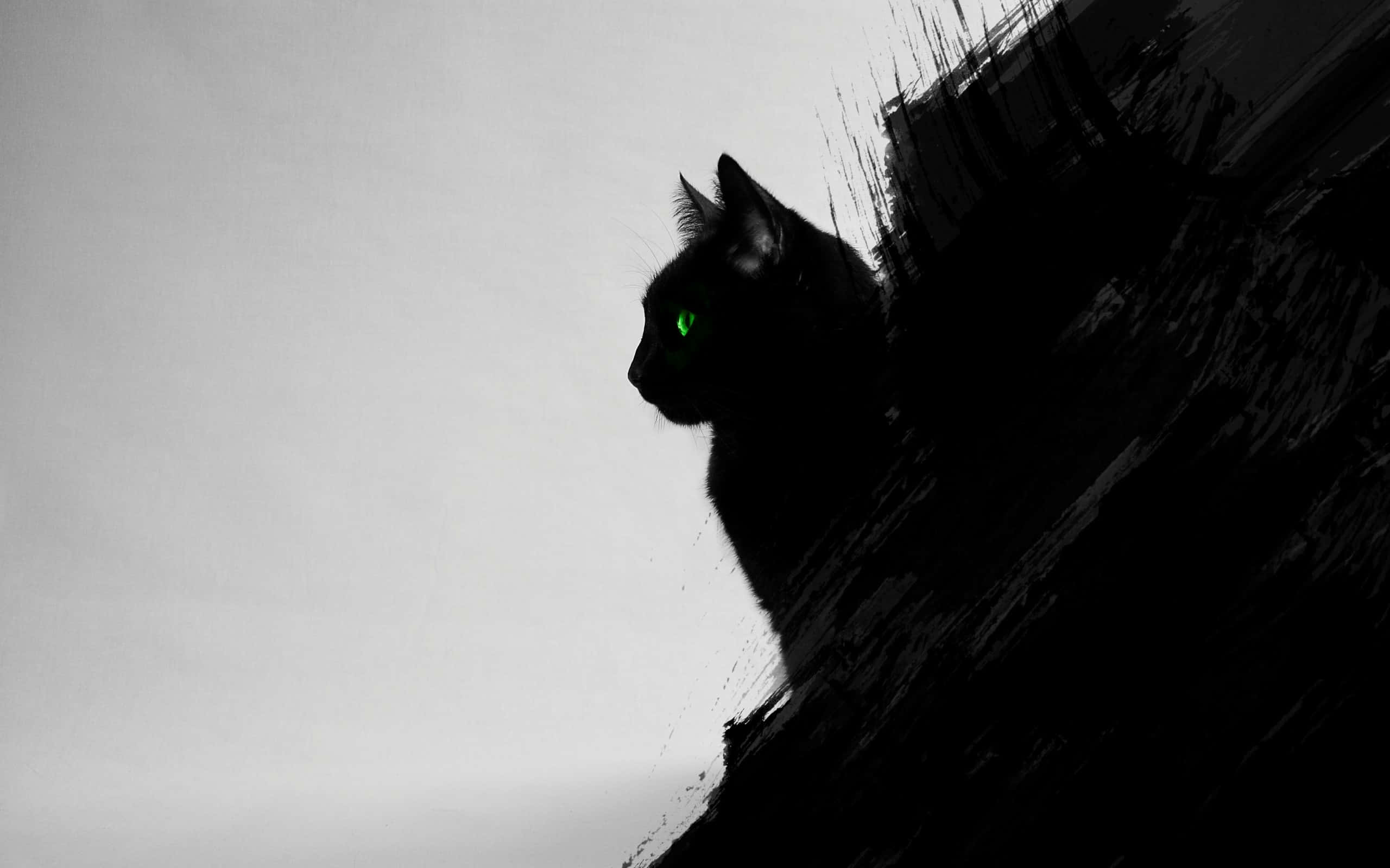 阳光下悠闲的黑猫 壁纸