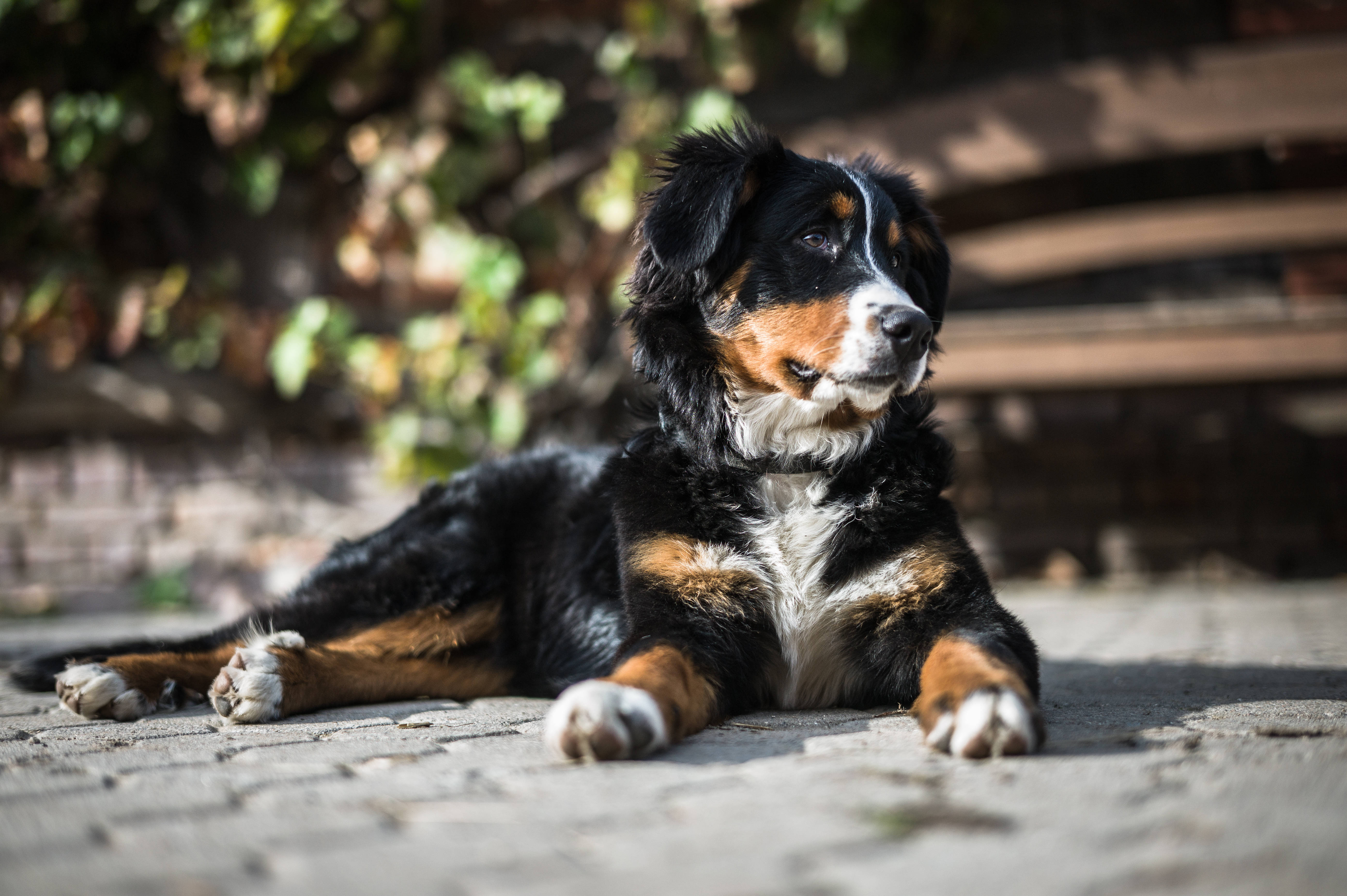 阳光下的可爱伯恩山犬 壁纸