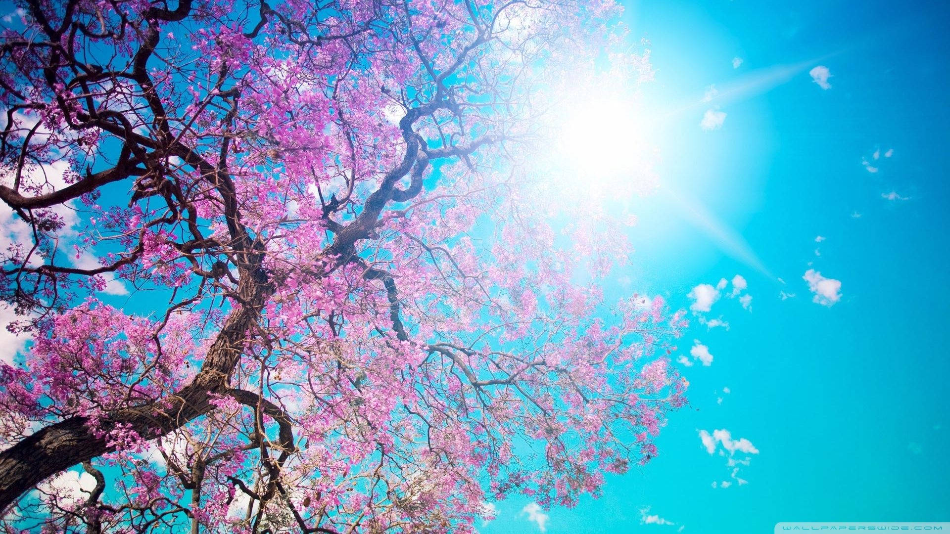 阳光樱花 壁纸