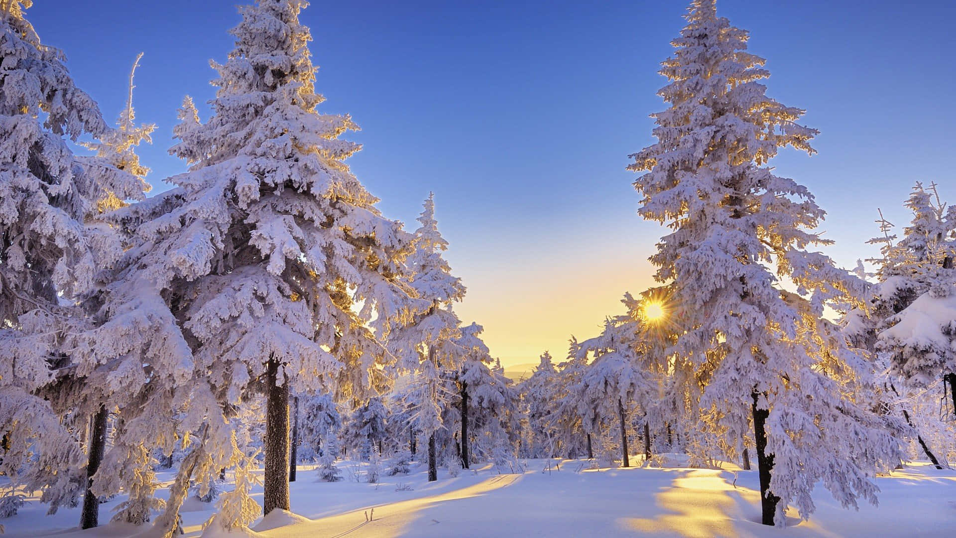 阳光照耀下的雪覆森林 壁纸