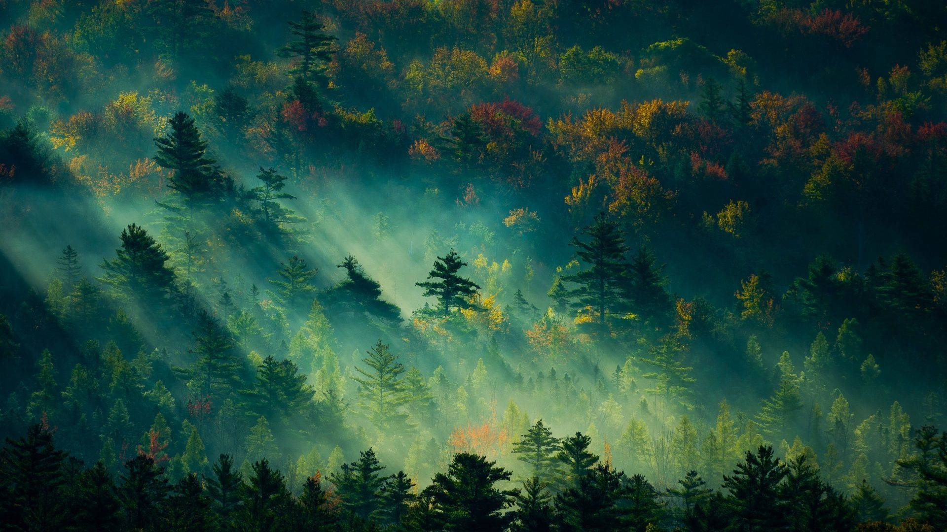 阳光穿透森林的景色 壁纸