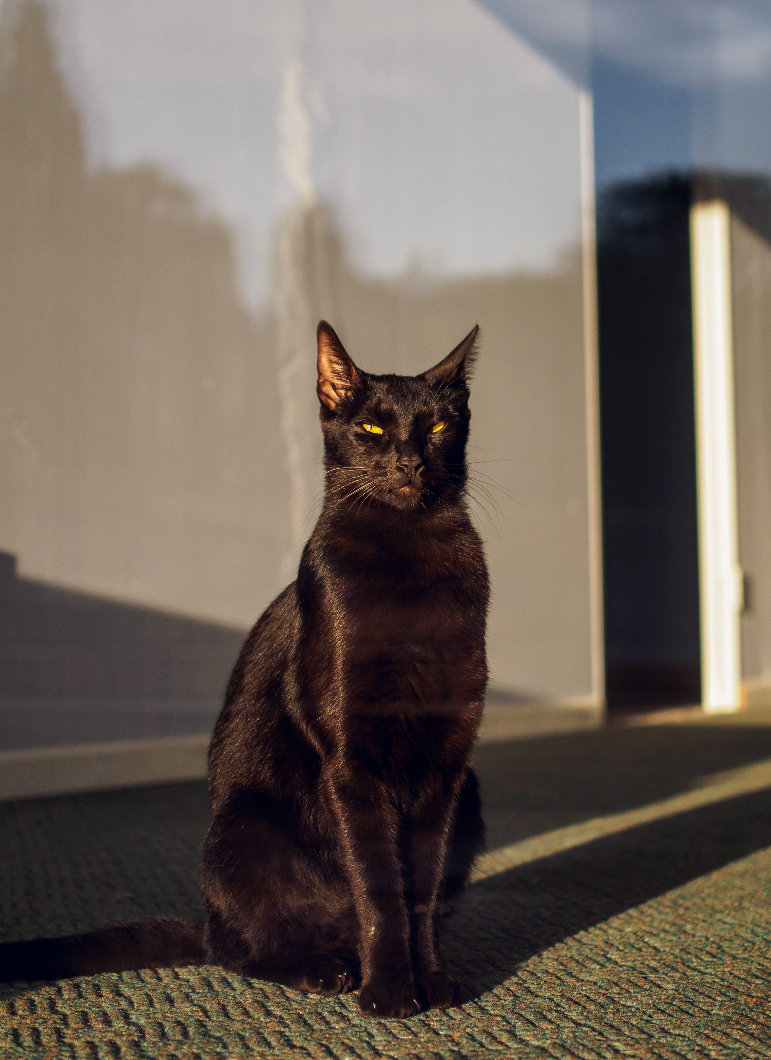阳光窗边的黑猫 壁纸
