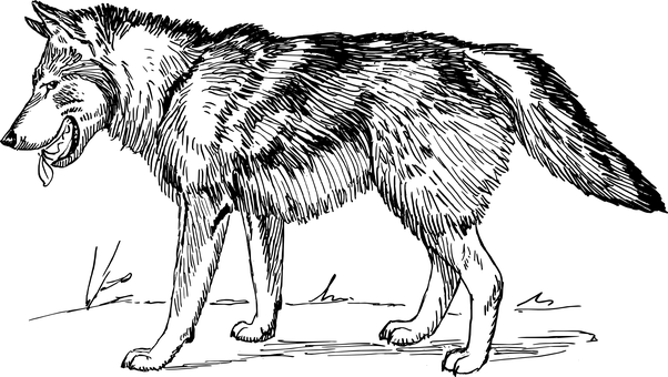 阴影中的威严之狼 壁纸