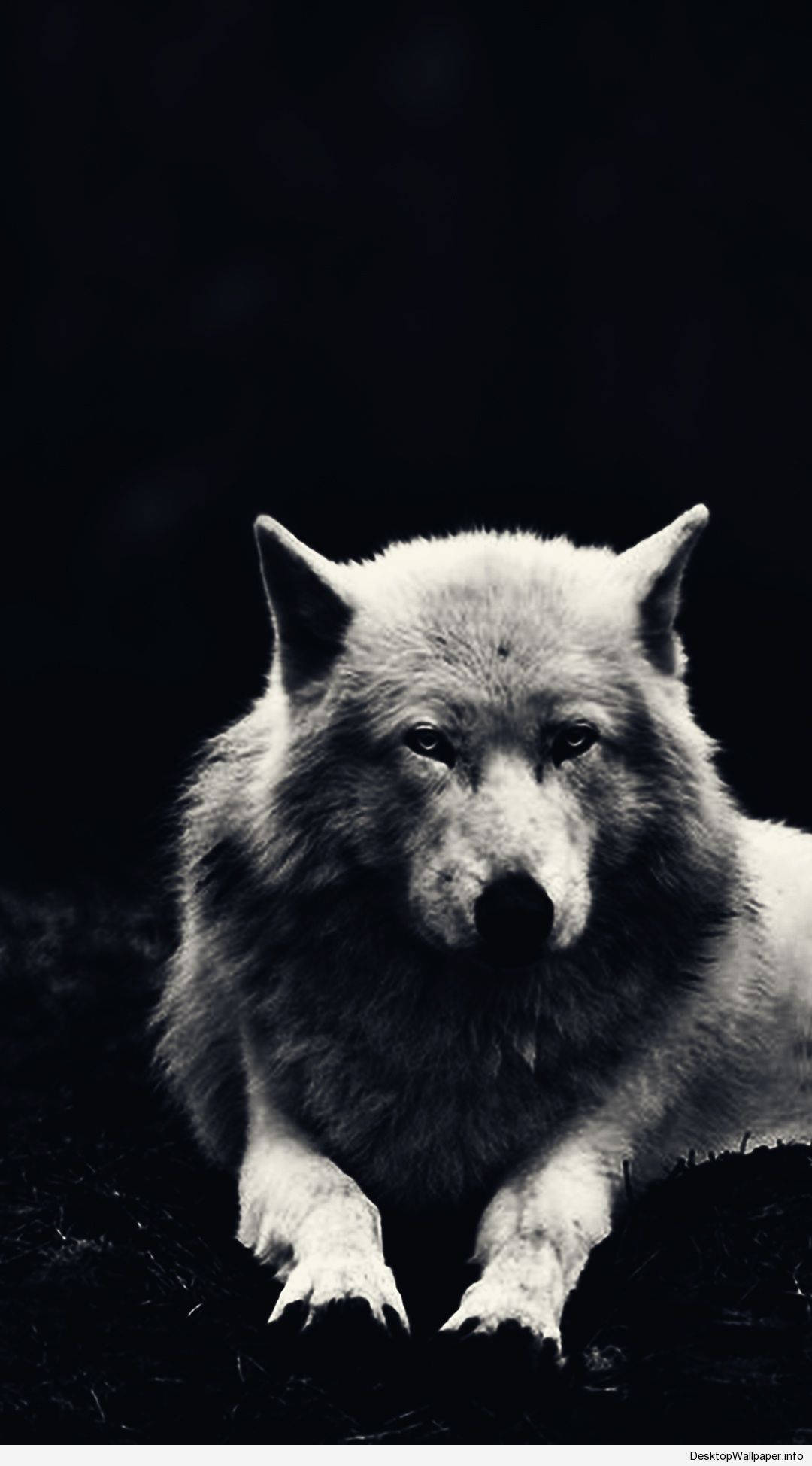 雄伟的白狼 壁纸