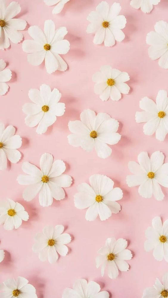雏菊白花粉红 壁纸