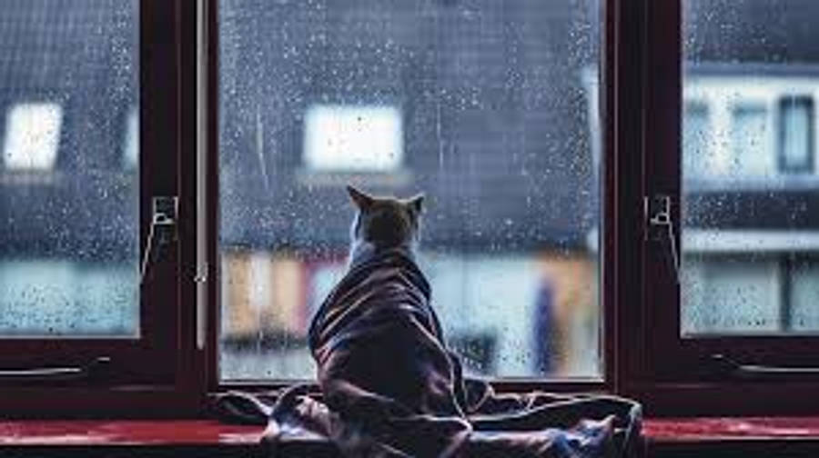 雨景中的文艺猫咪 壁纸