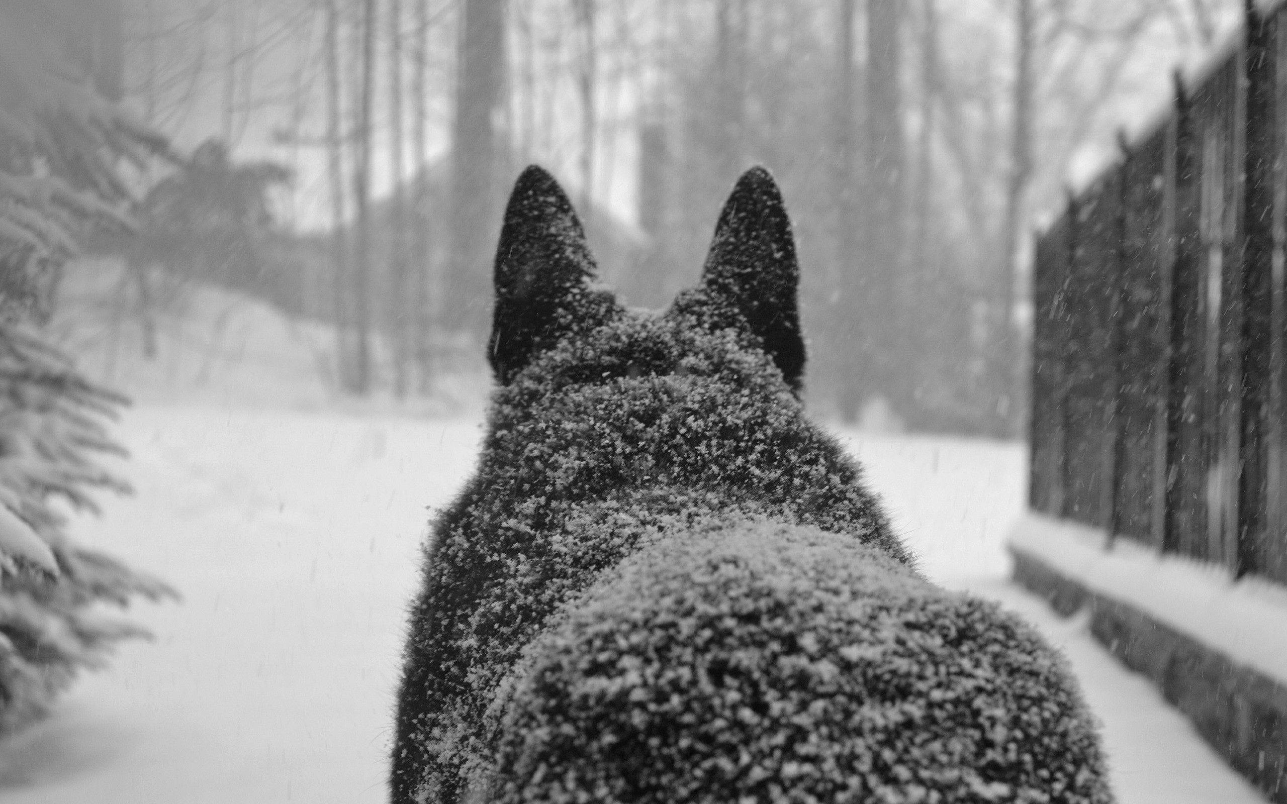 雪中巨狼 壁纸