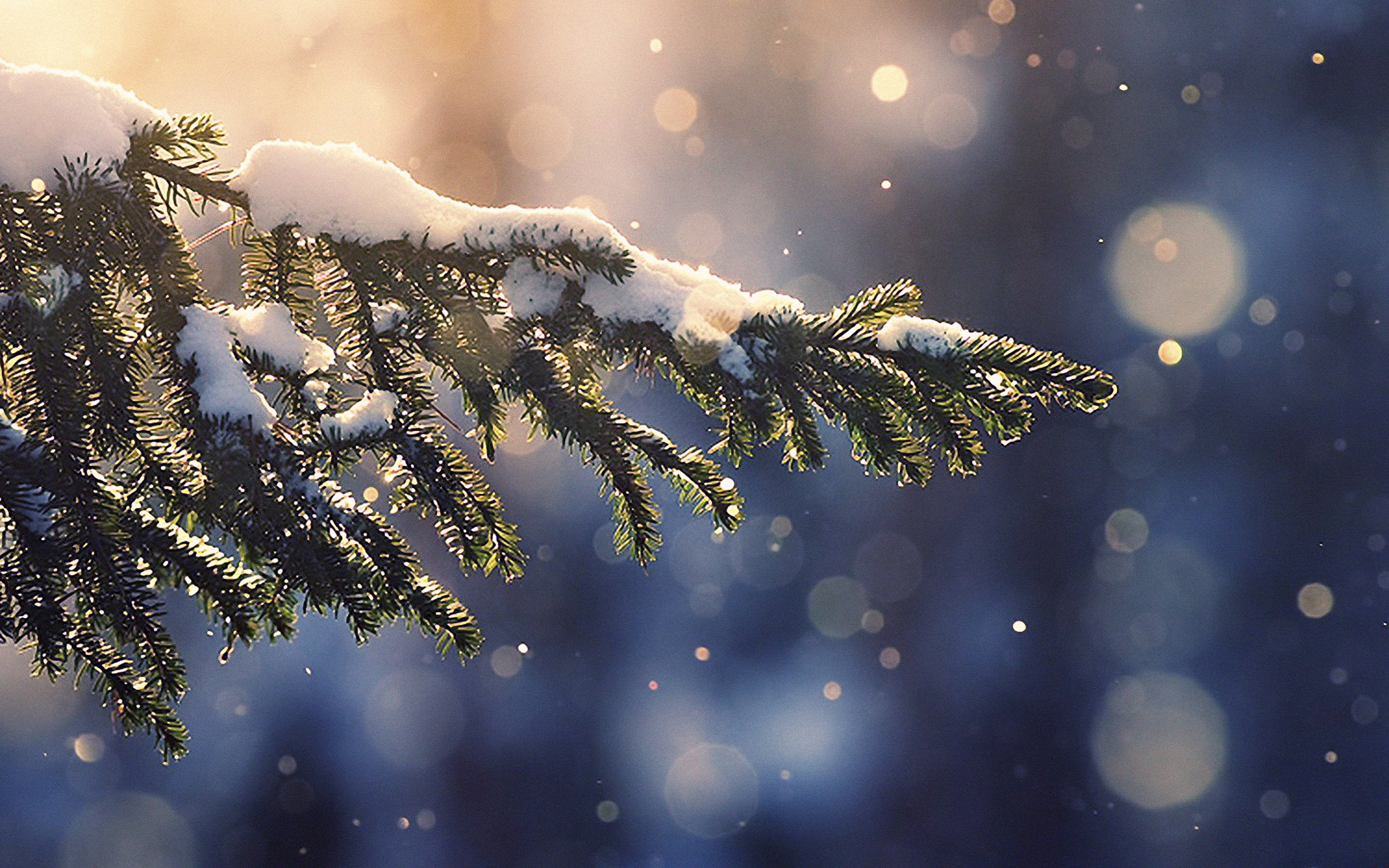 雪中松枝唯美图 壁纸