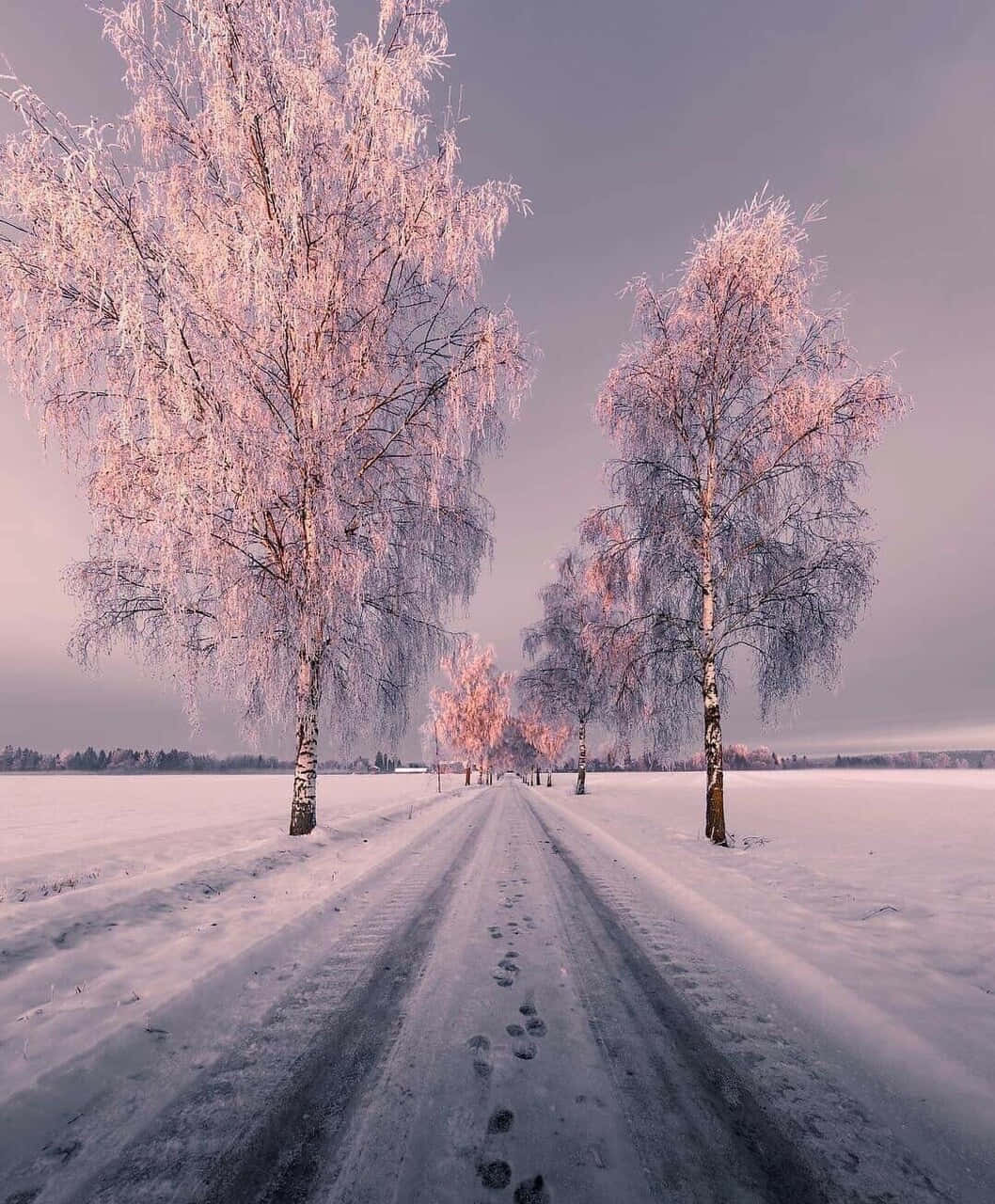 雪中树间小路 壁纸