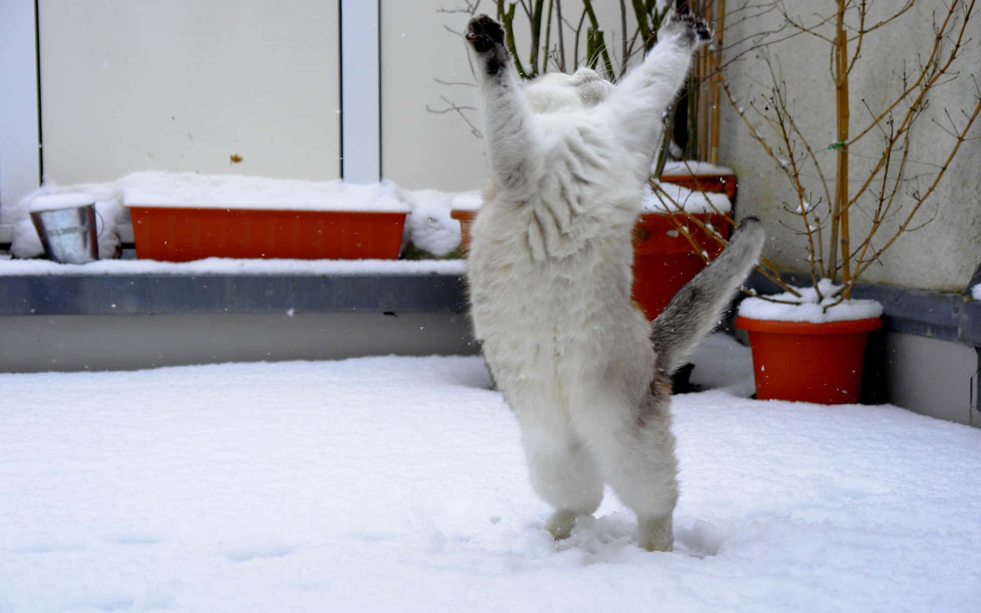 雪中猫咪嬉戏.JPG 壁纸