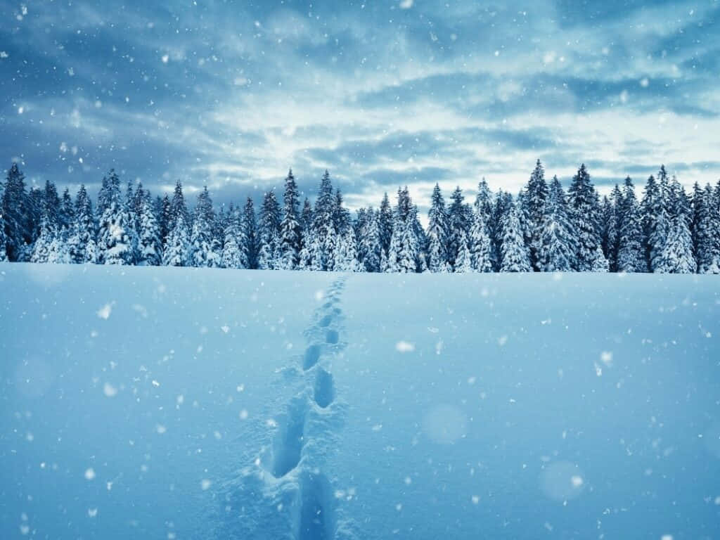 雪中足迹美景图片 壁纸