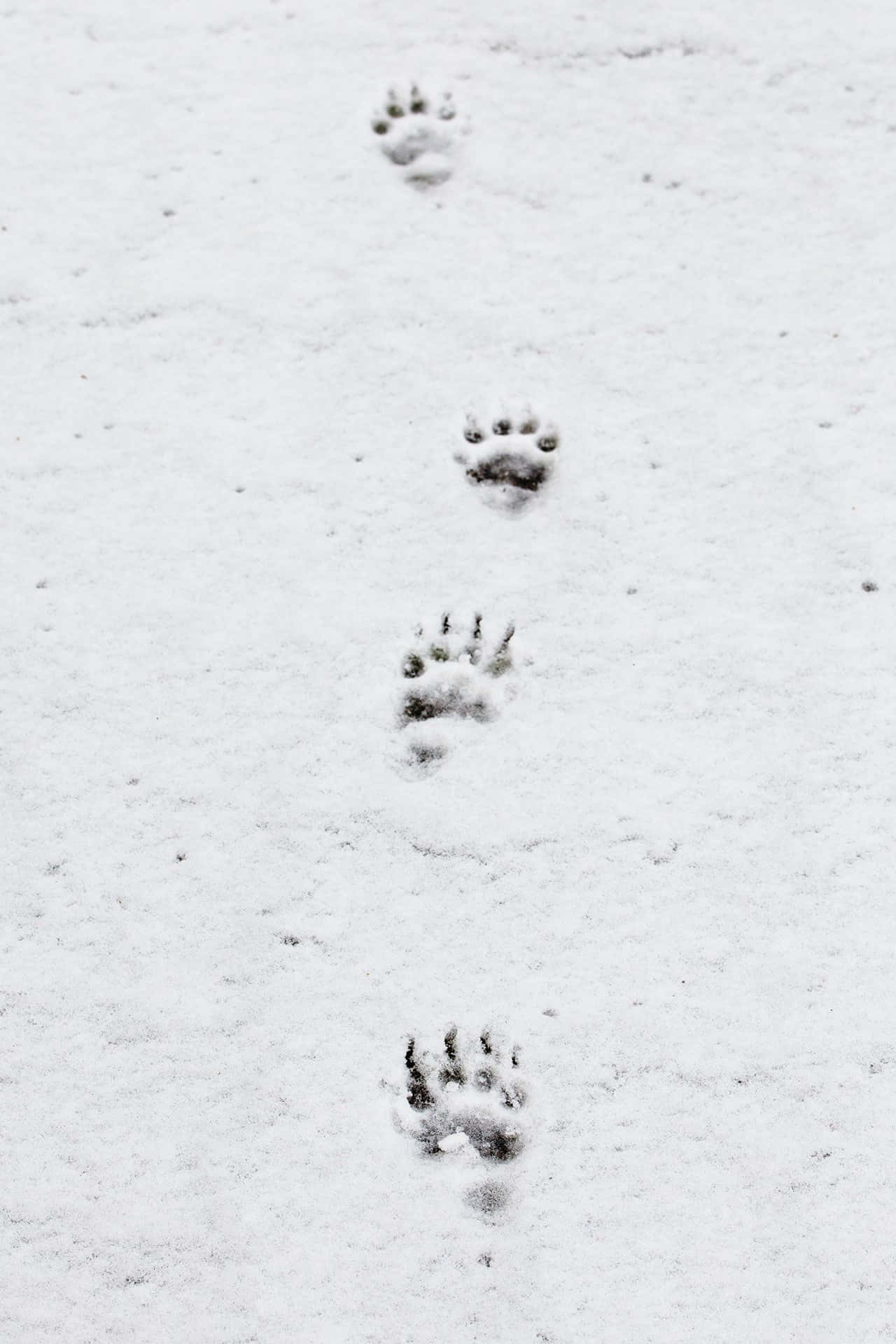 雪地中的一对爪印 壁纸