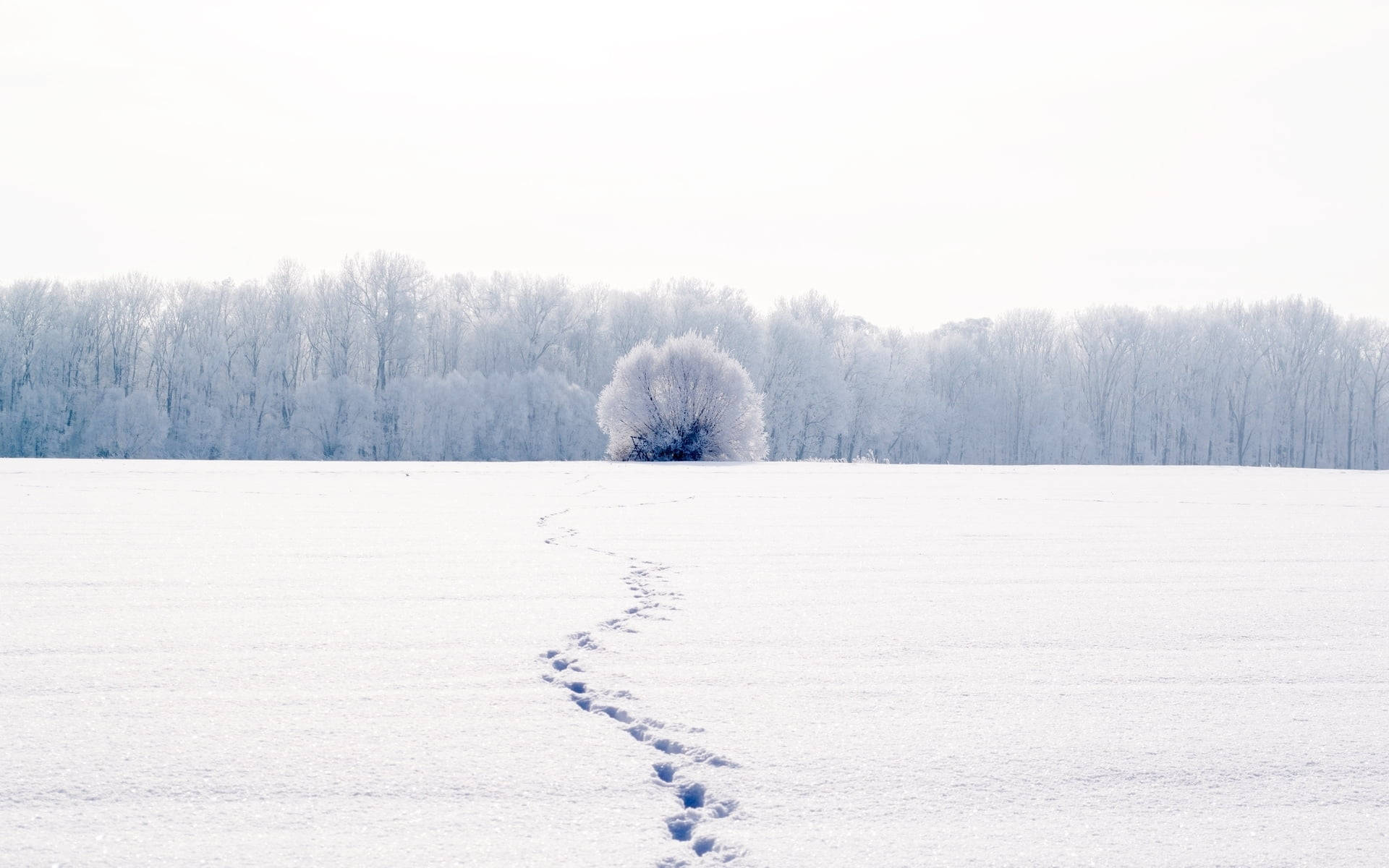 雪地足迹全屏白色 壁纸