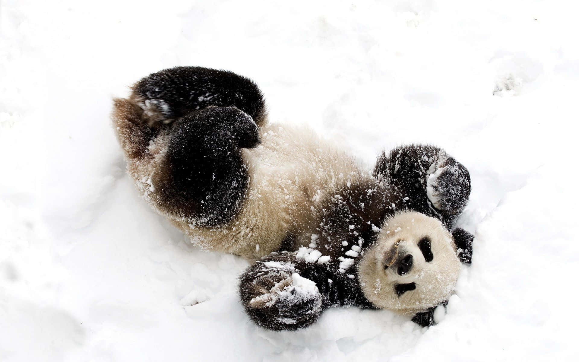 雪地逗趣熊猫玩耍图 壁纸