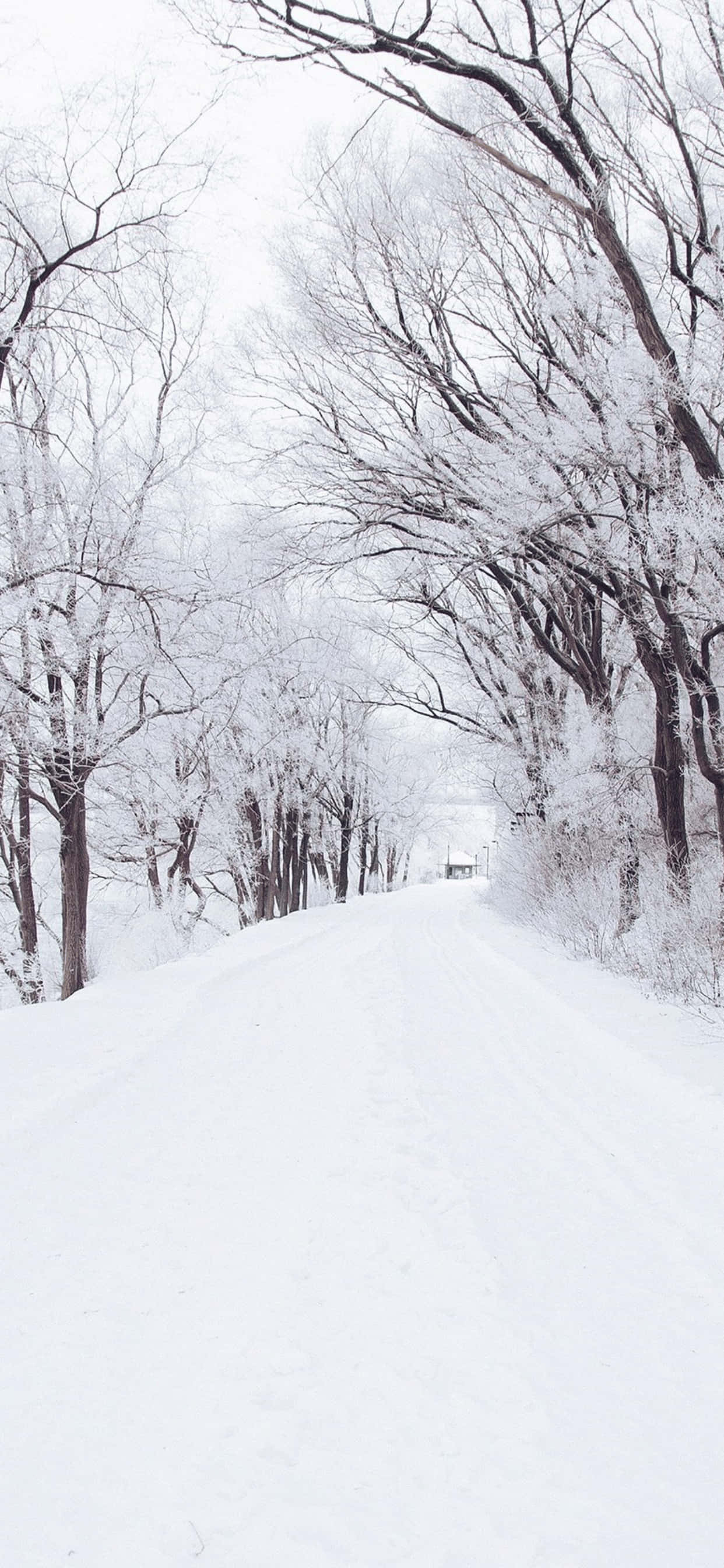 雪径 iPhone XS Max 冬季背景 壁纸