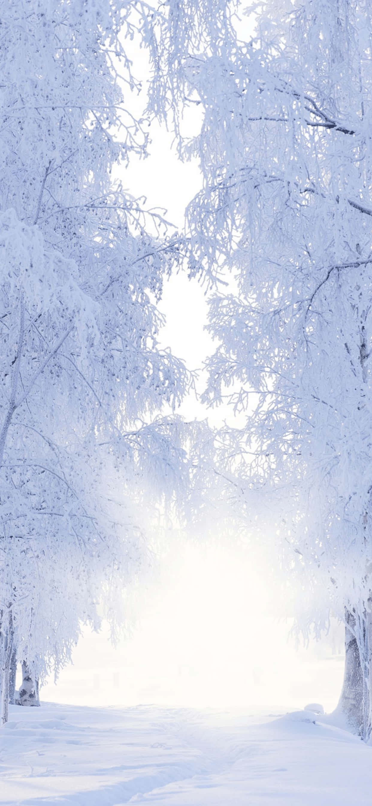雪径 iPhone XS Max 冬季背景 壁纸