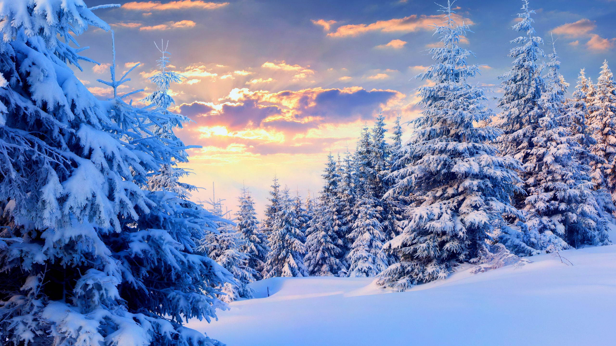 雪景美学松树 壁纸