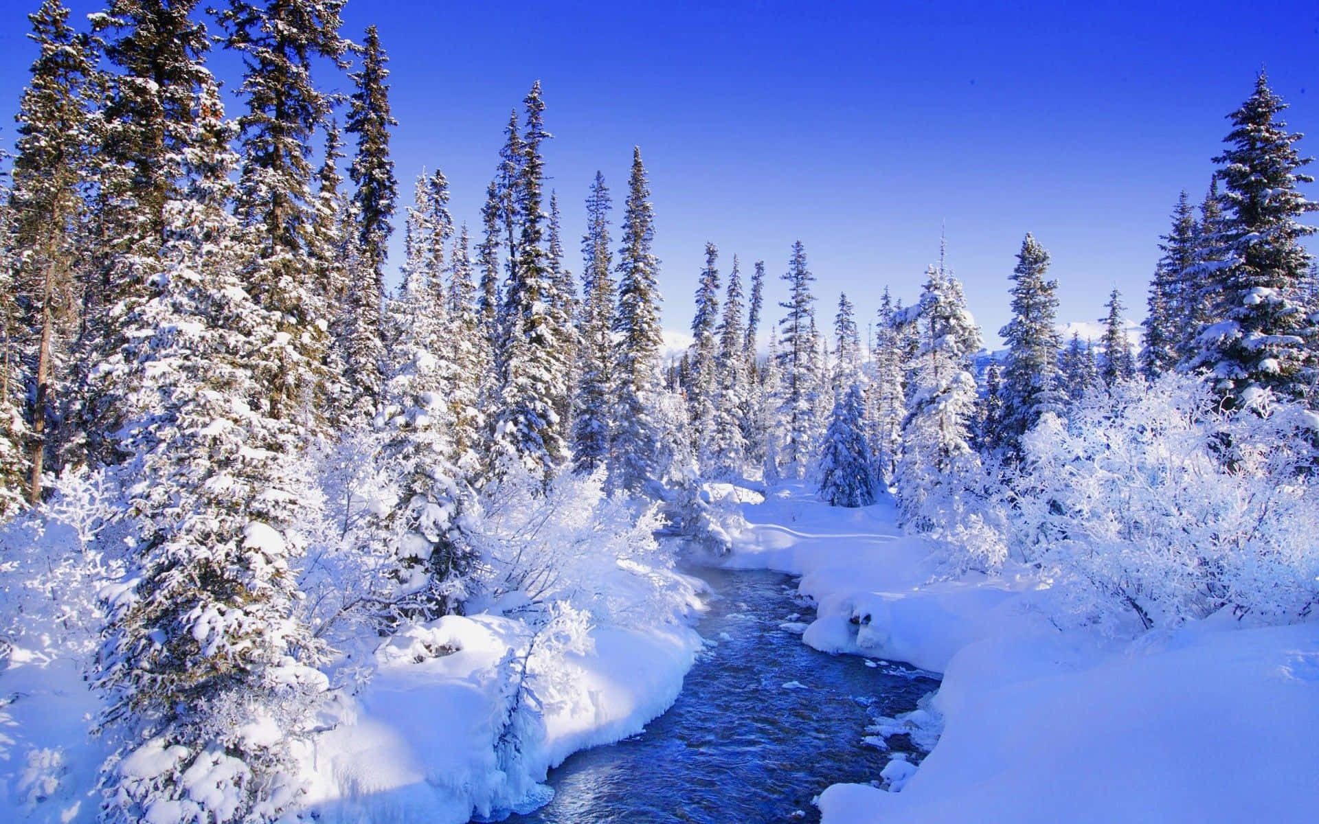 雪松冬日仙境背景 壁纸