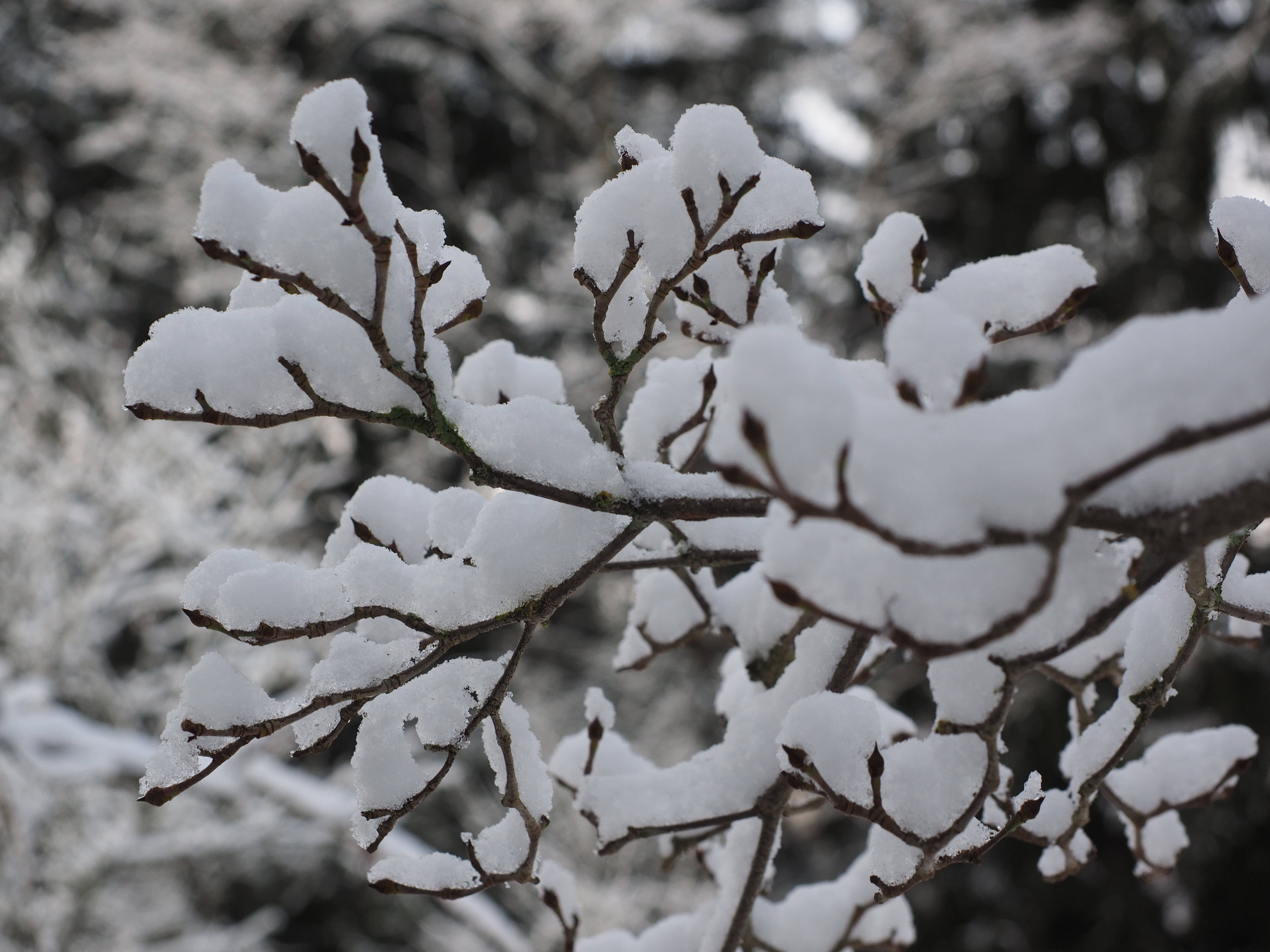 雪覆枝桠美学 壁纸