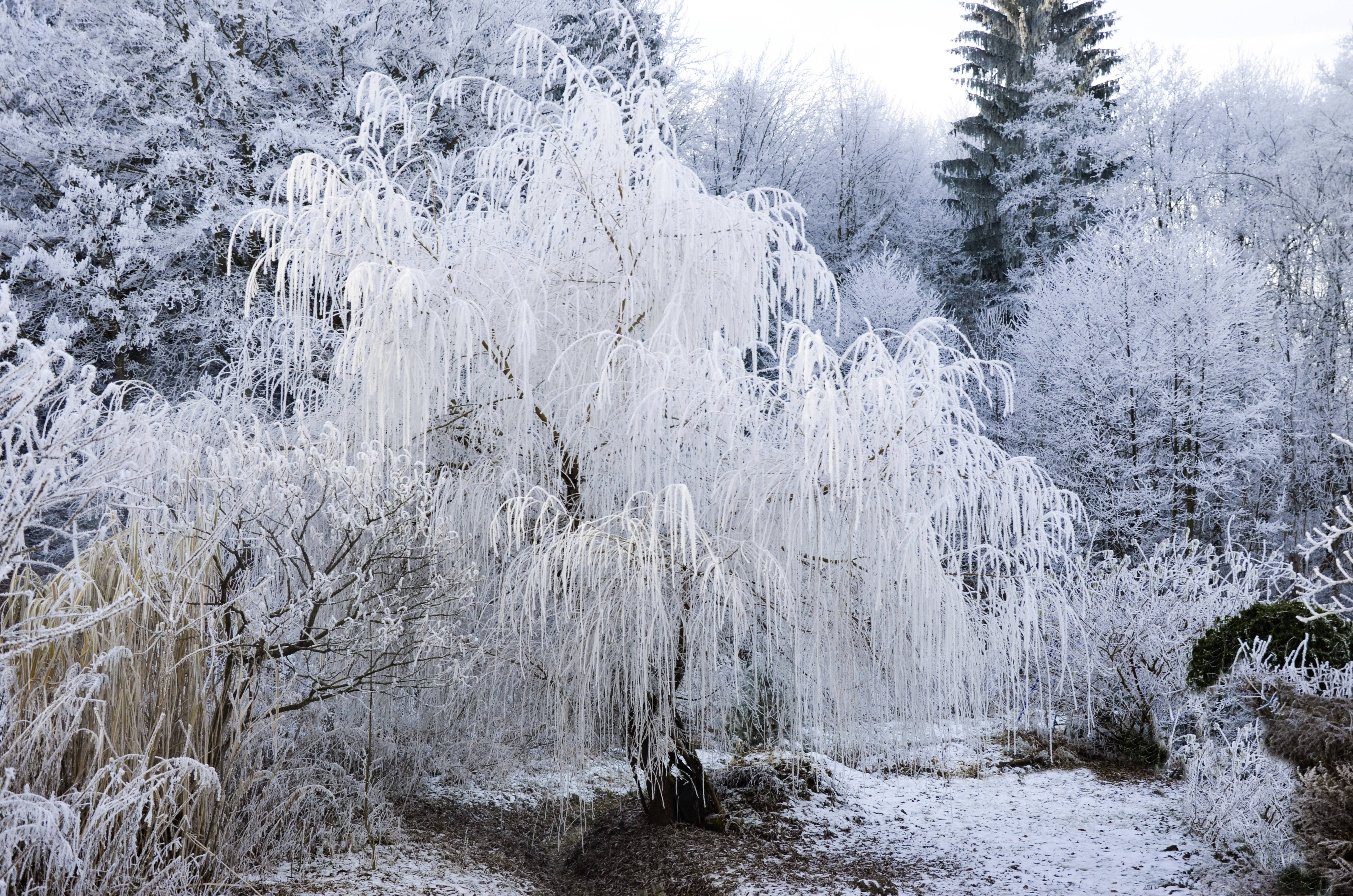 雪韵柳枝 壁纸