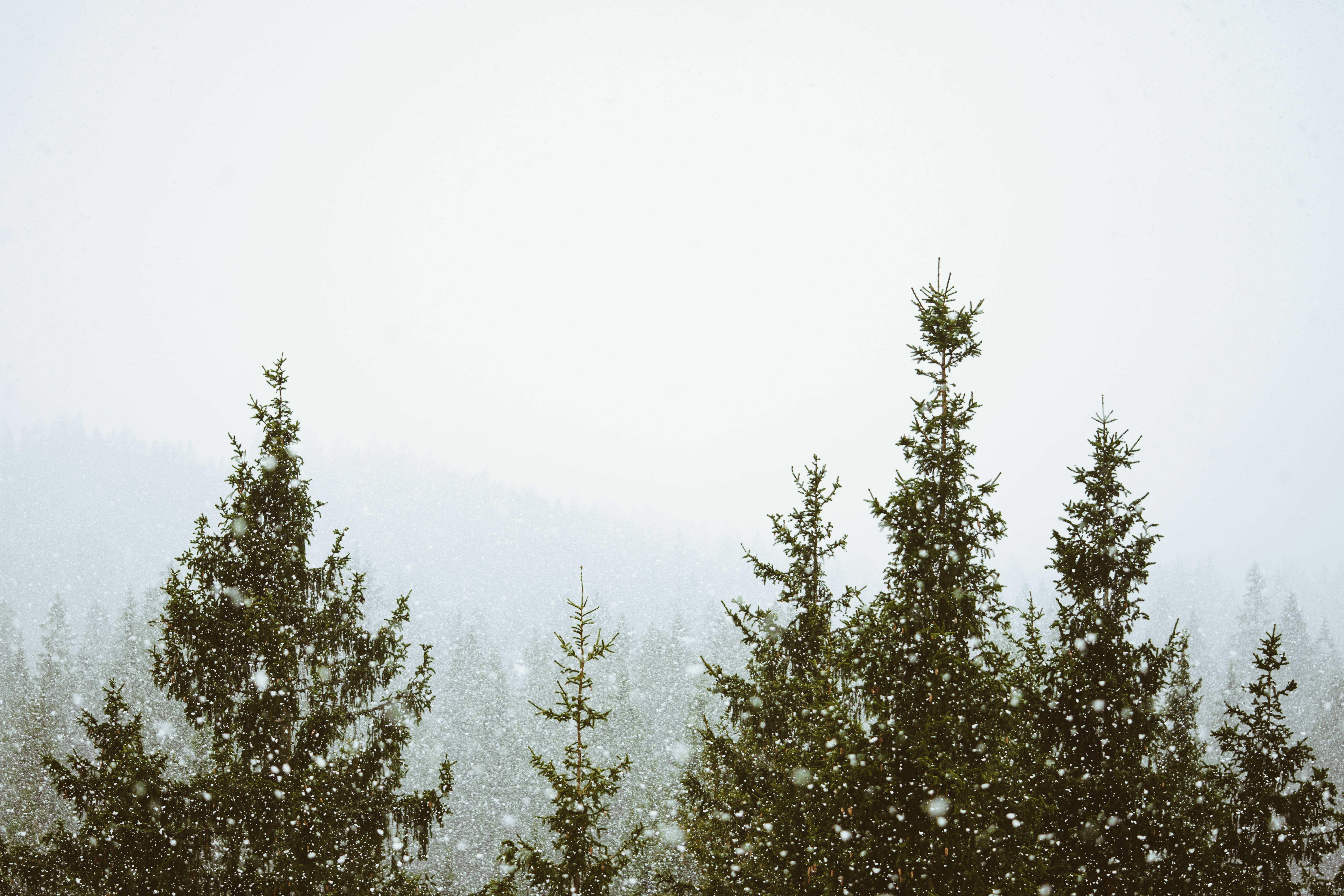 雾中森林降雪 壁纸