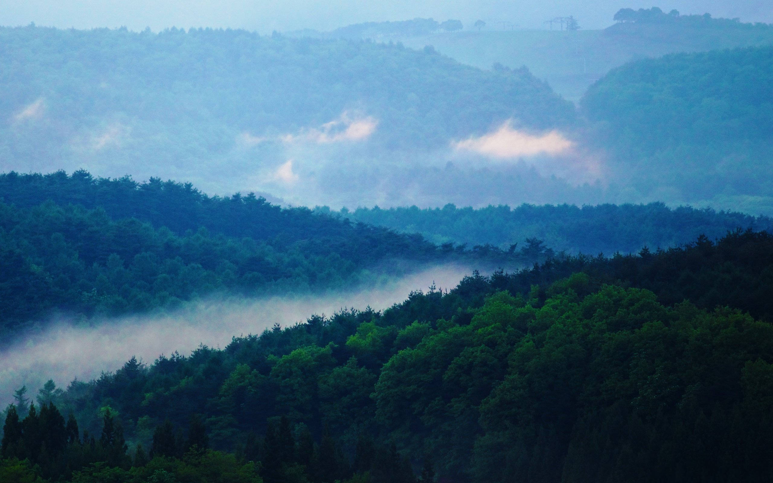 雾林山景 壁纸