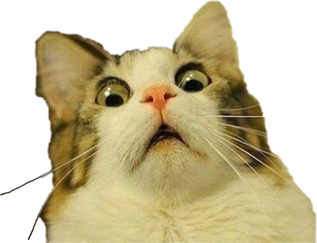 震惊猫表情包 壁纸