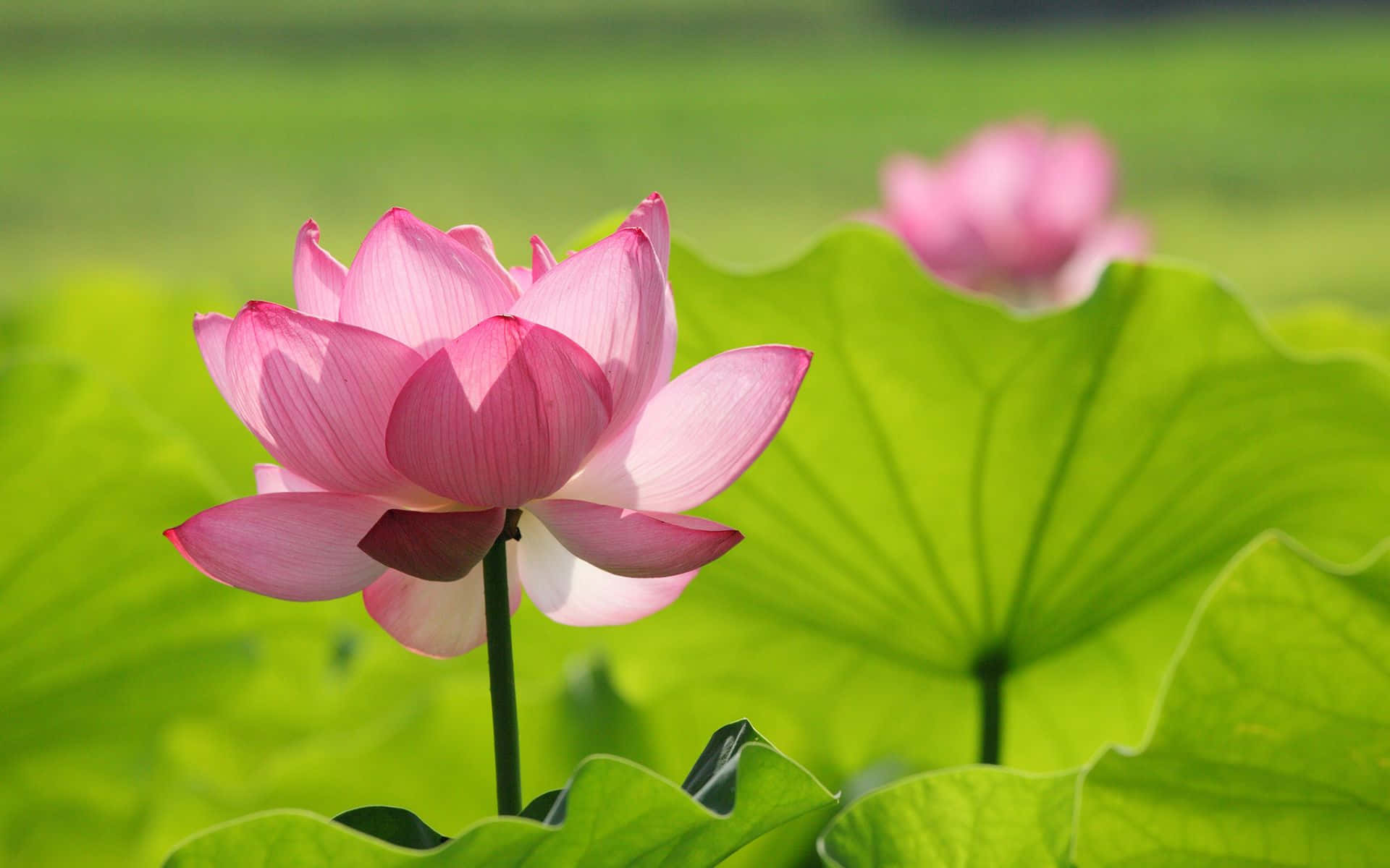 静谧池塘中盛开的迷人莲花 壁纸