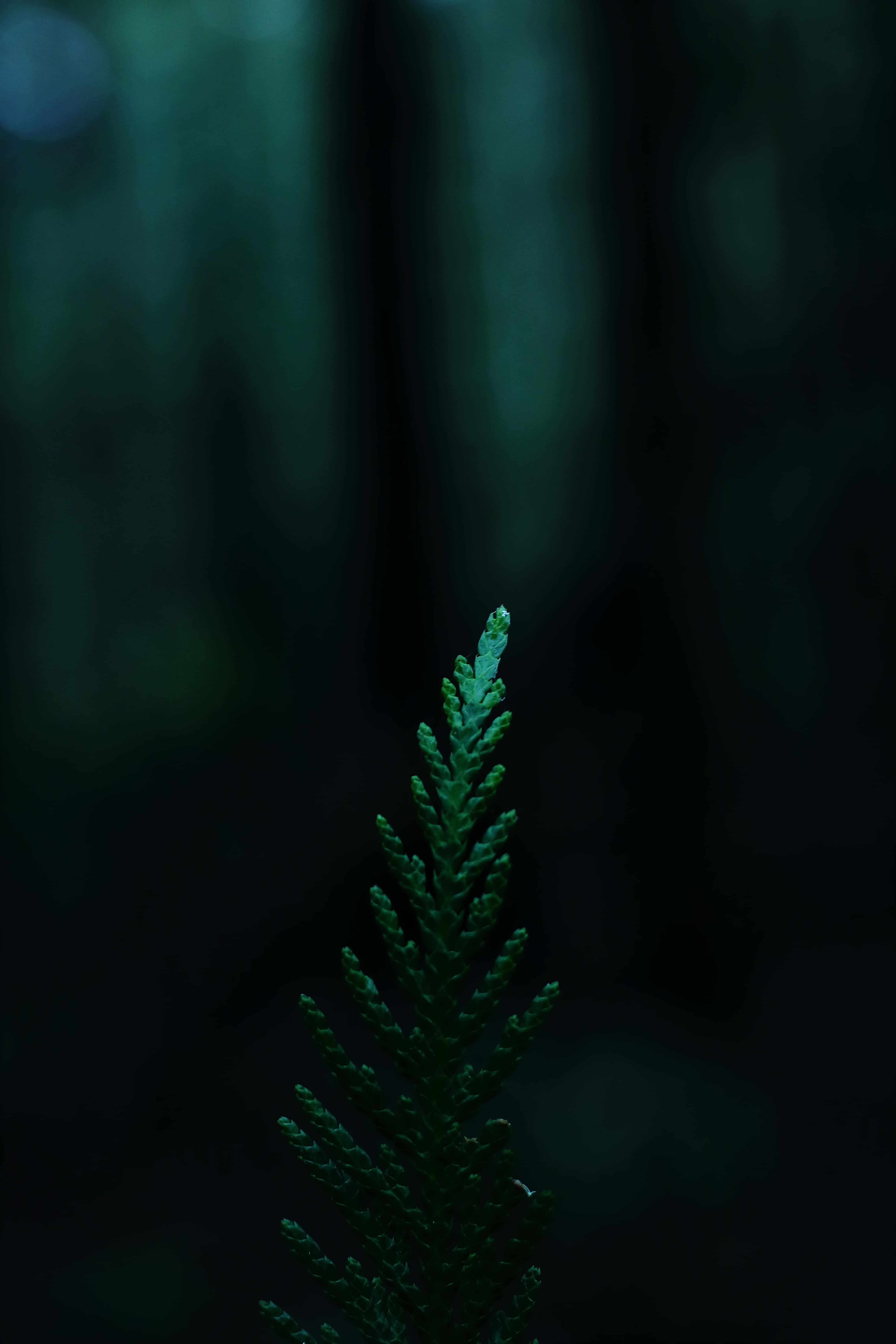 静谧环绕：深绿生态之境 壁纸