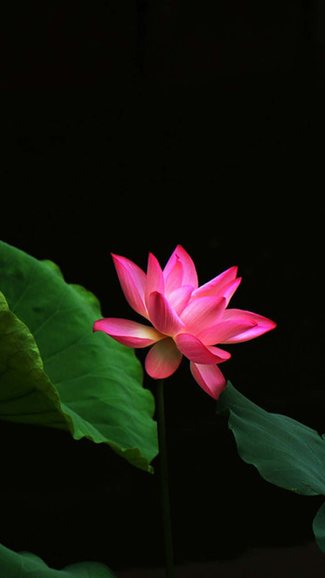 静谧莲花绽放 壁纸