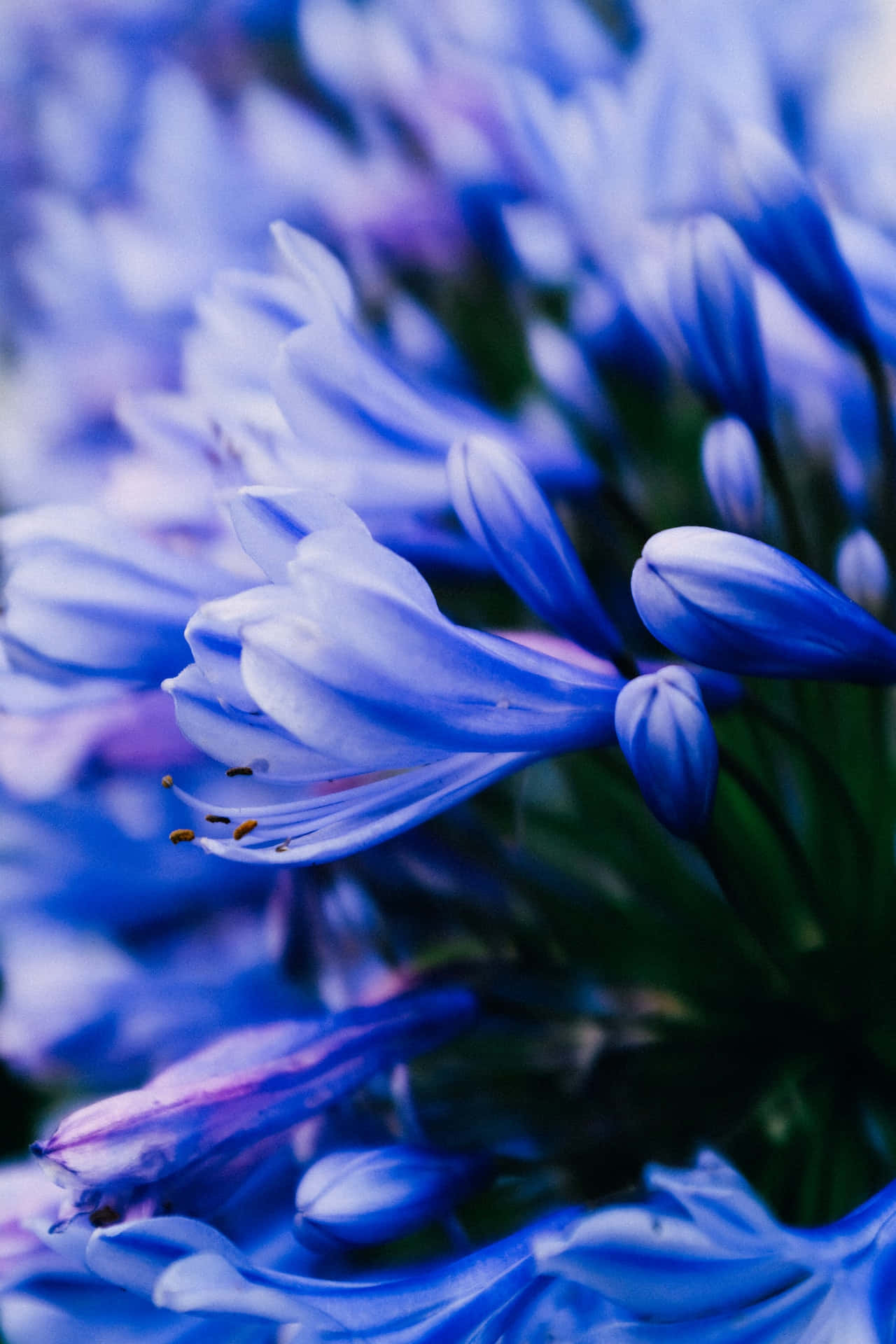 非洲蓝百合花朵手机壁纸 壁纸