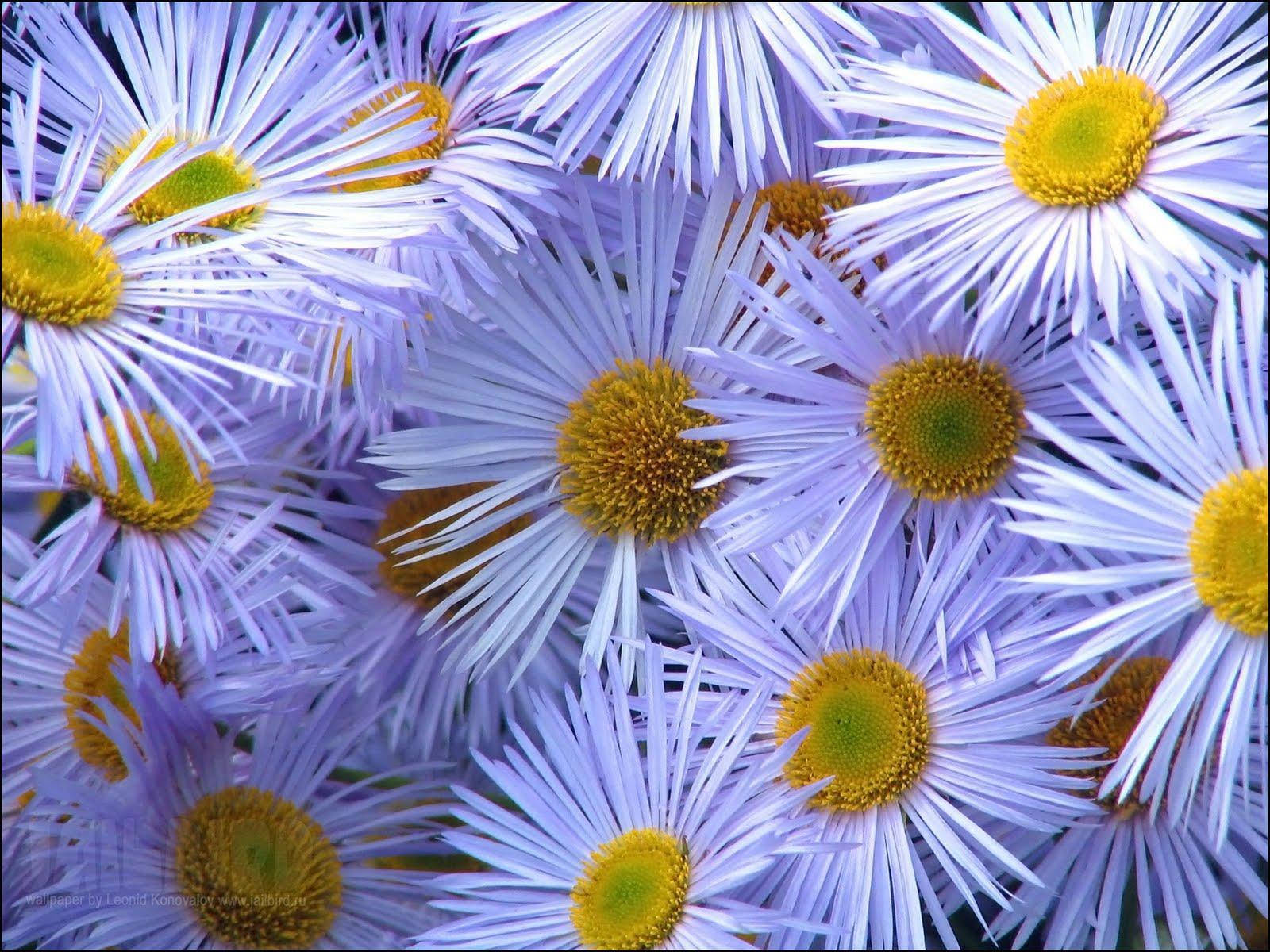飞蓬雏菊花卉PC壁纸 壁纸