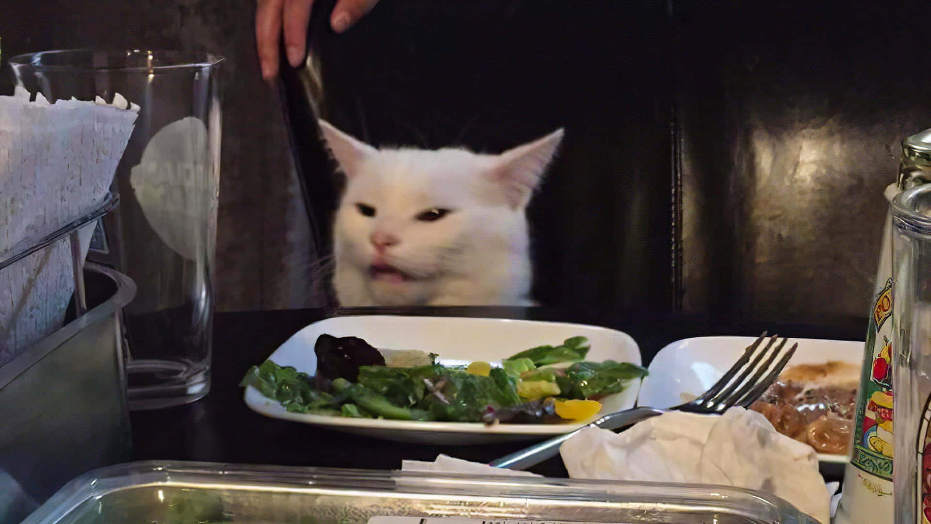 餐桌上的搞笑猫咪表情包图片 壁纸