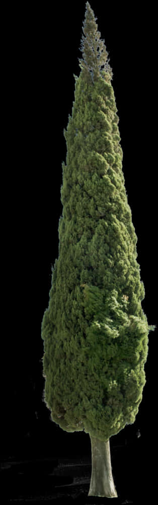 高大常青树黑色背景 壁纸