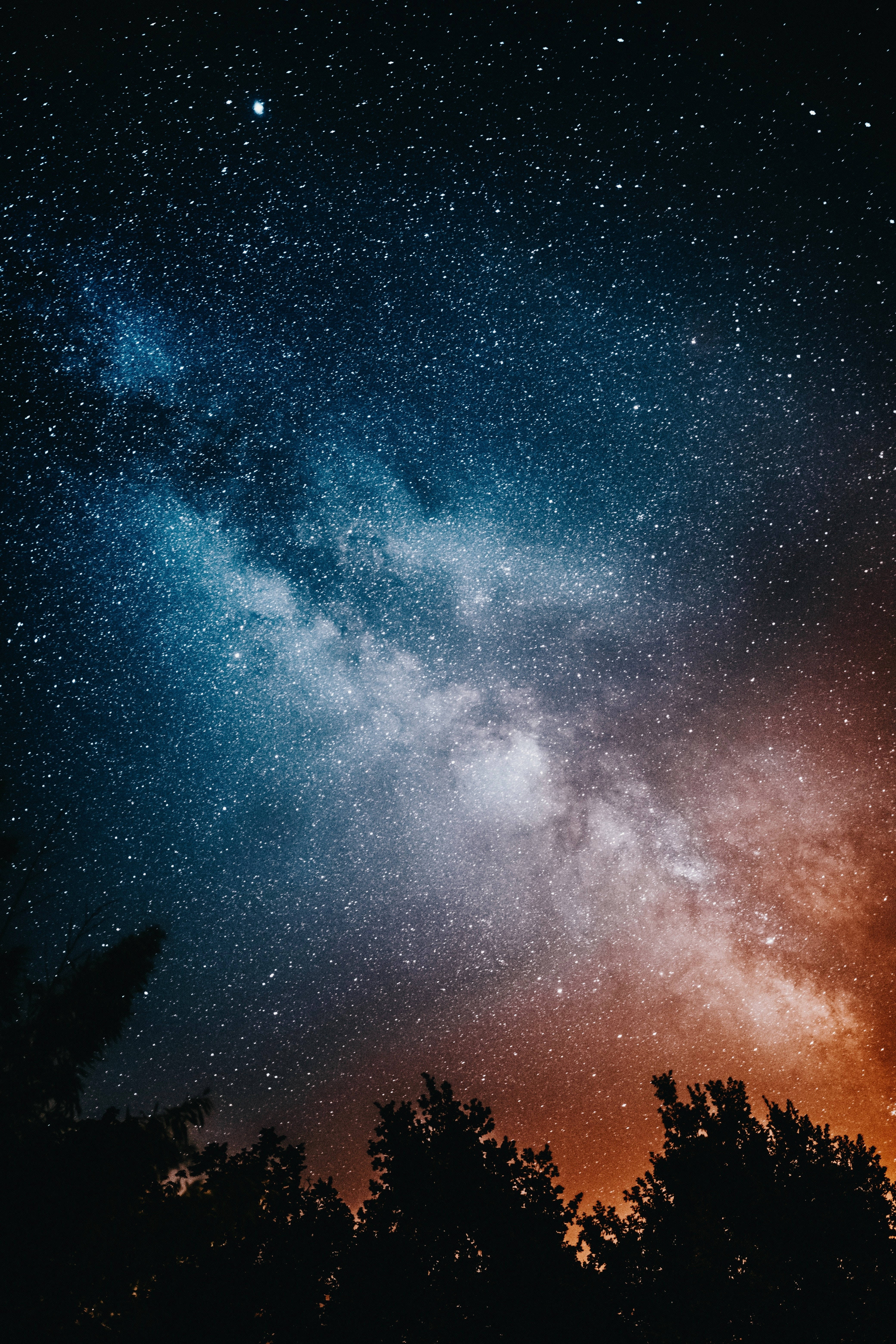 高清星辰与树木 壁纸