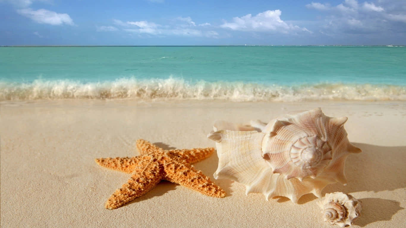 高清海滩上的海星与贝壳 壁纸