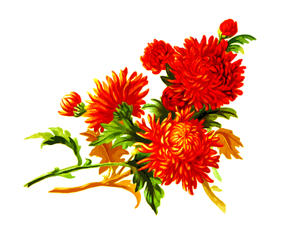 鲜艳的橙色菊花花卉艺术品 壁纸