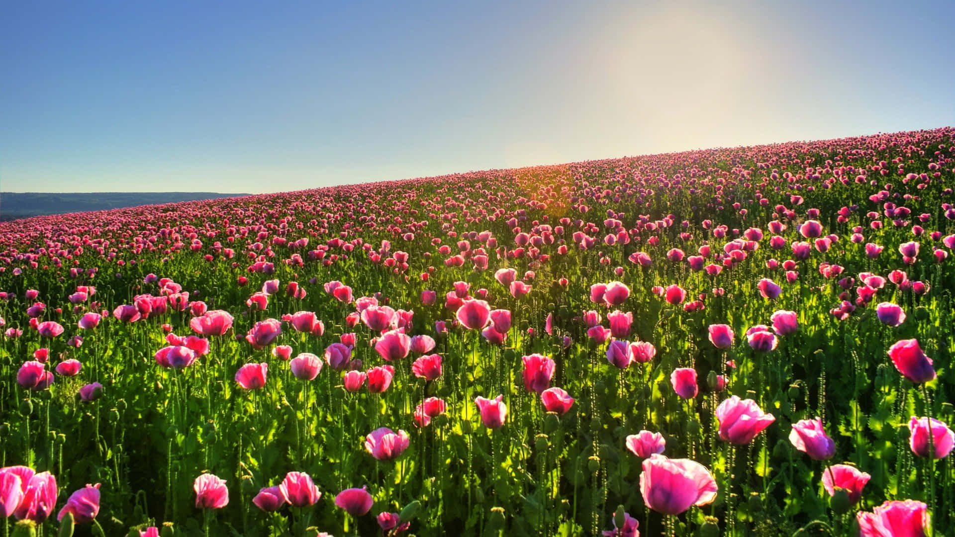 鲜花、自然、阳光与蓝天 壁纸